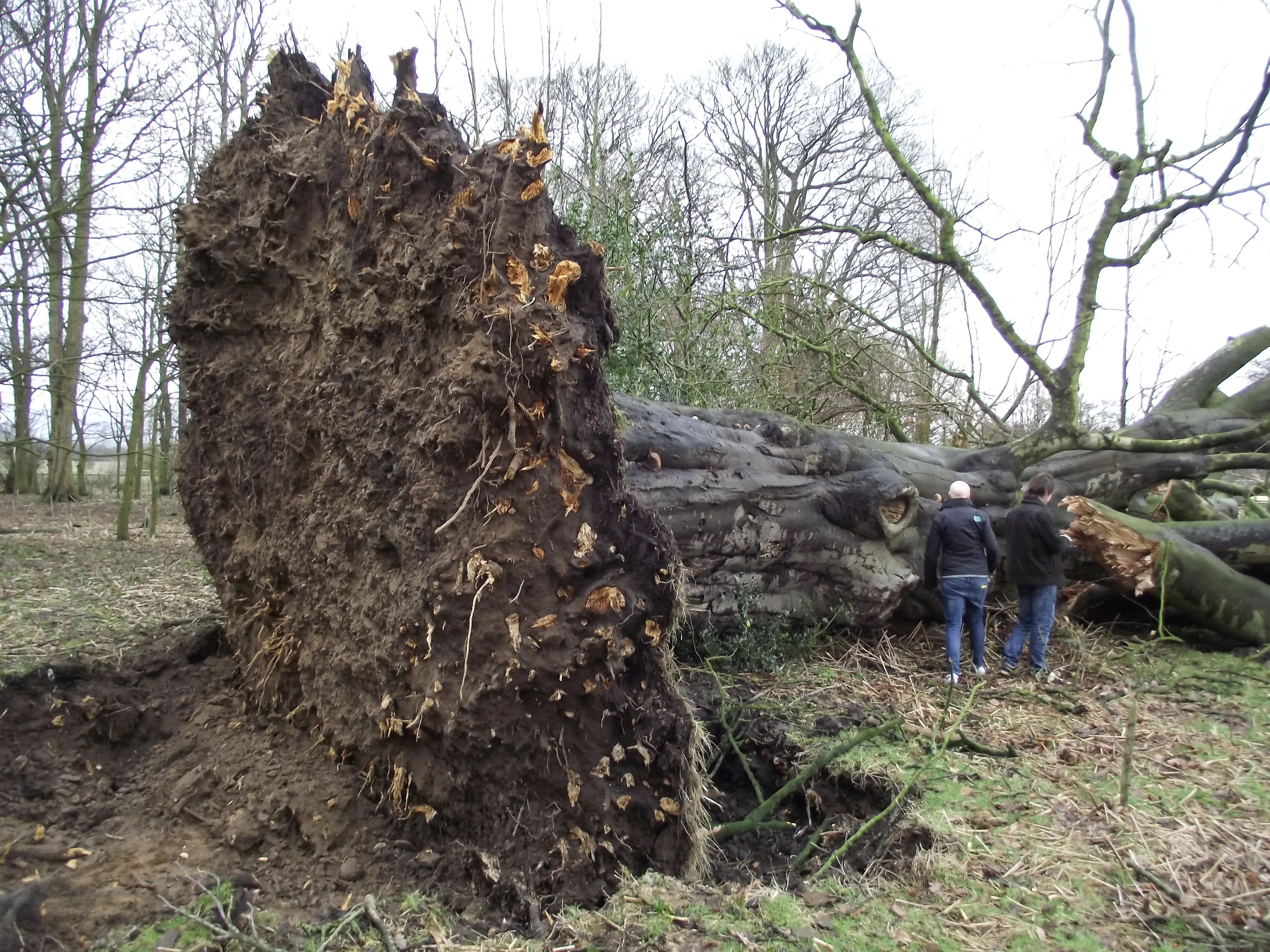 HA Tree Damage 01