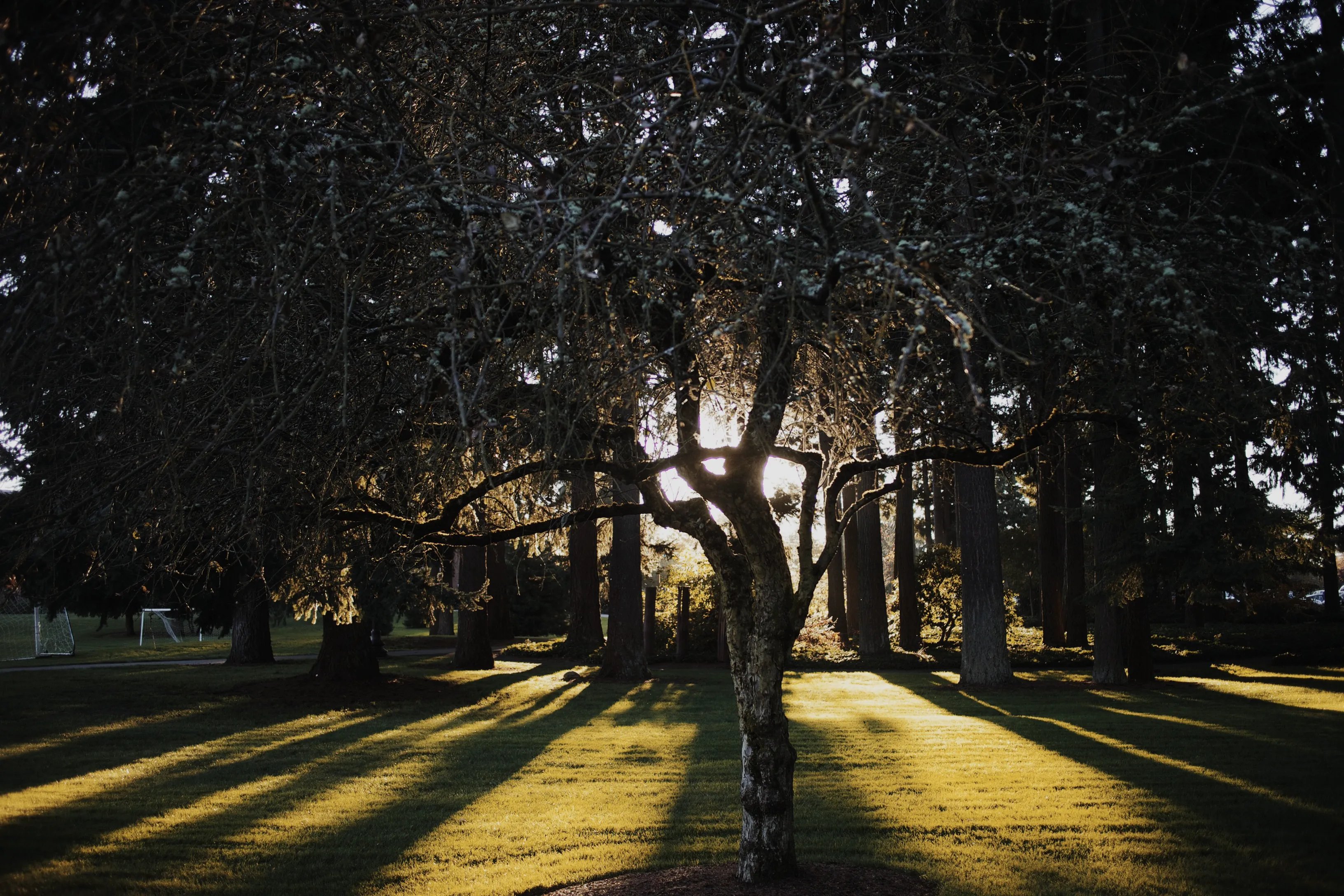 HA Trees And Countryside Or Wildlife 18