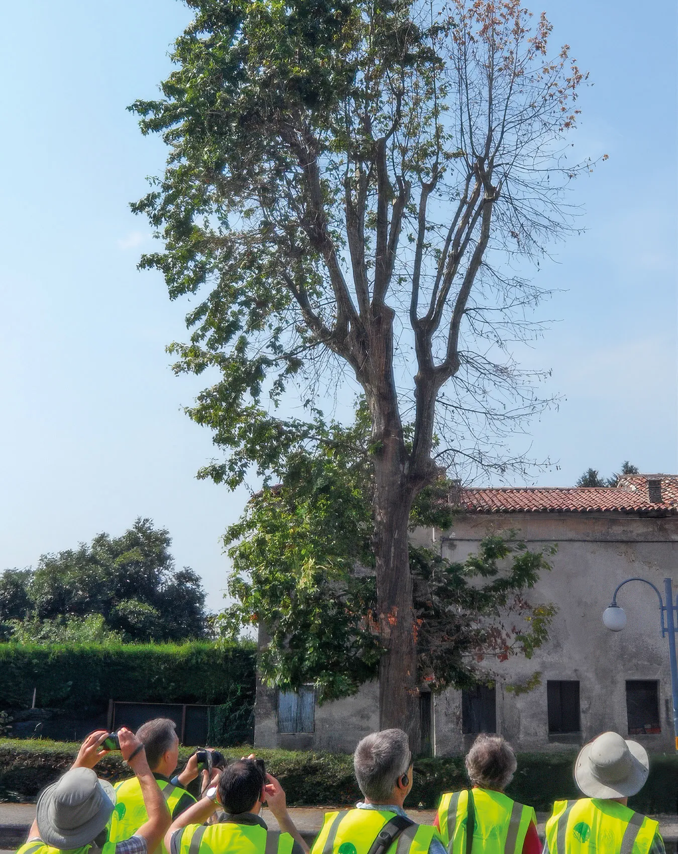 Plane tree affected by C. platani in Padua, Italy