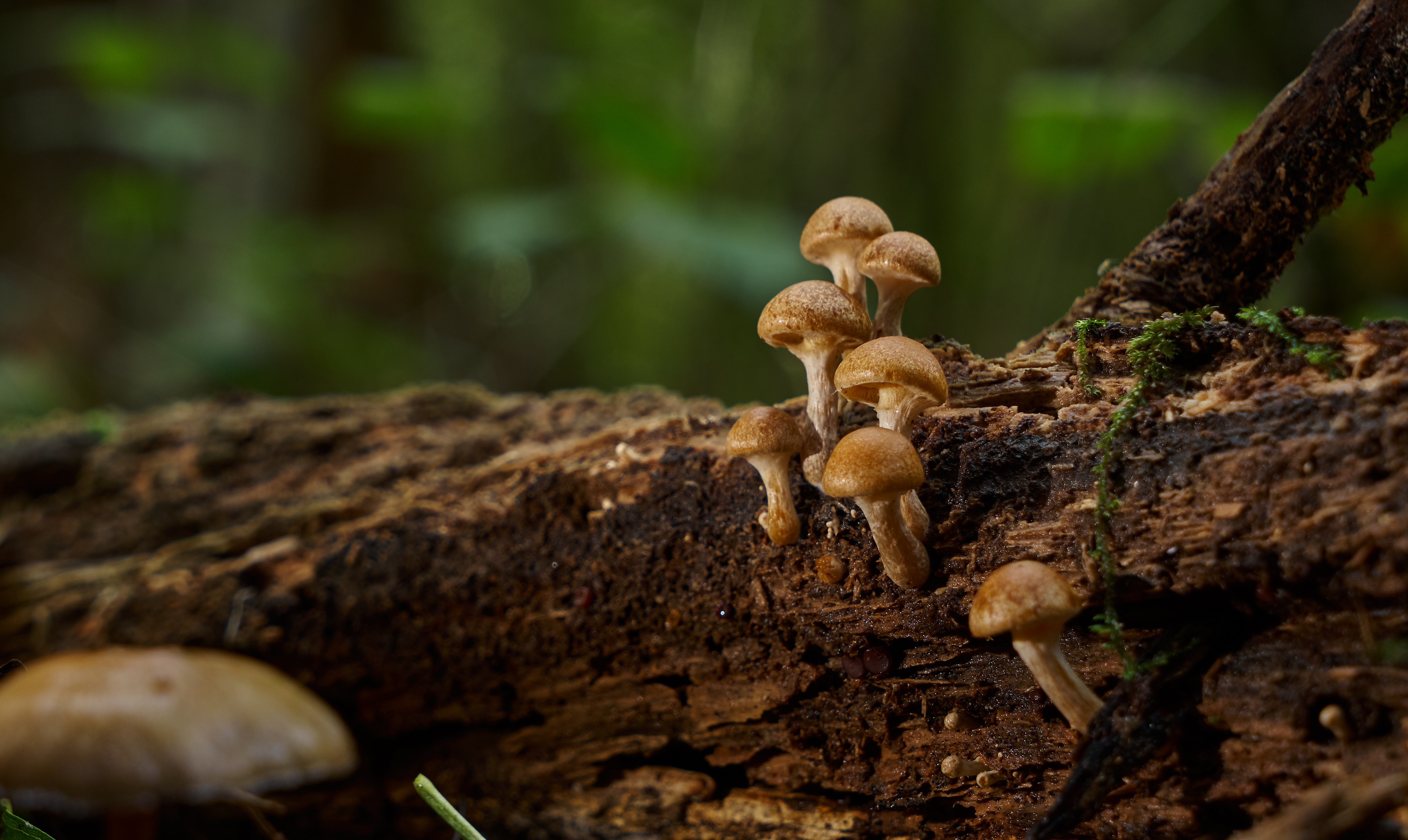 Lanius Mushrooms 7659905