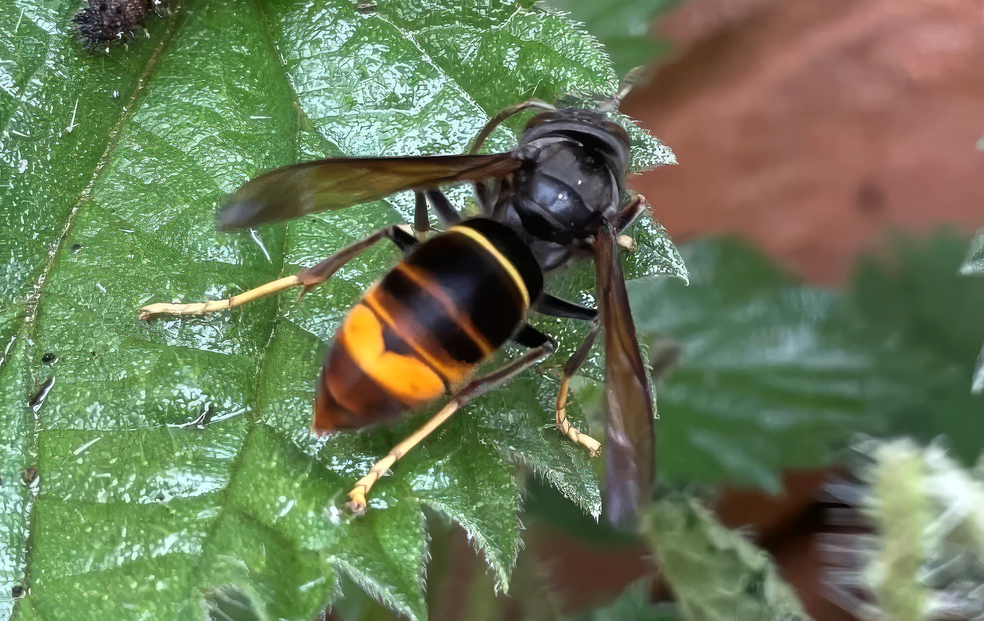 Yellow Legged Hornet