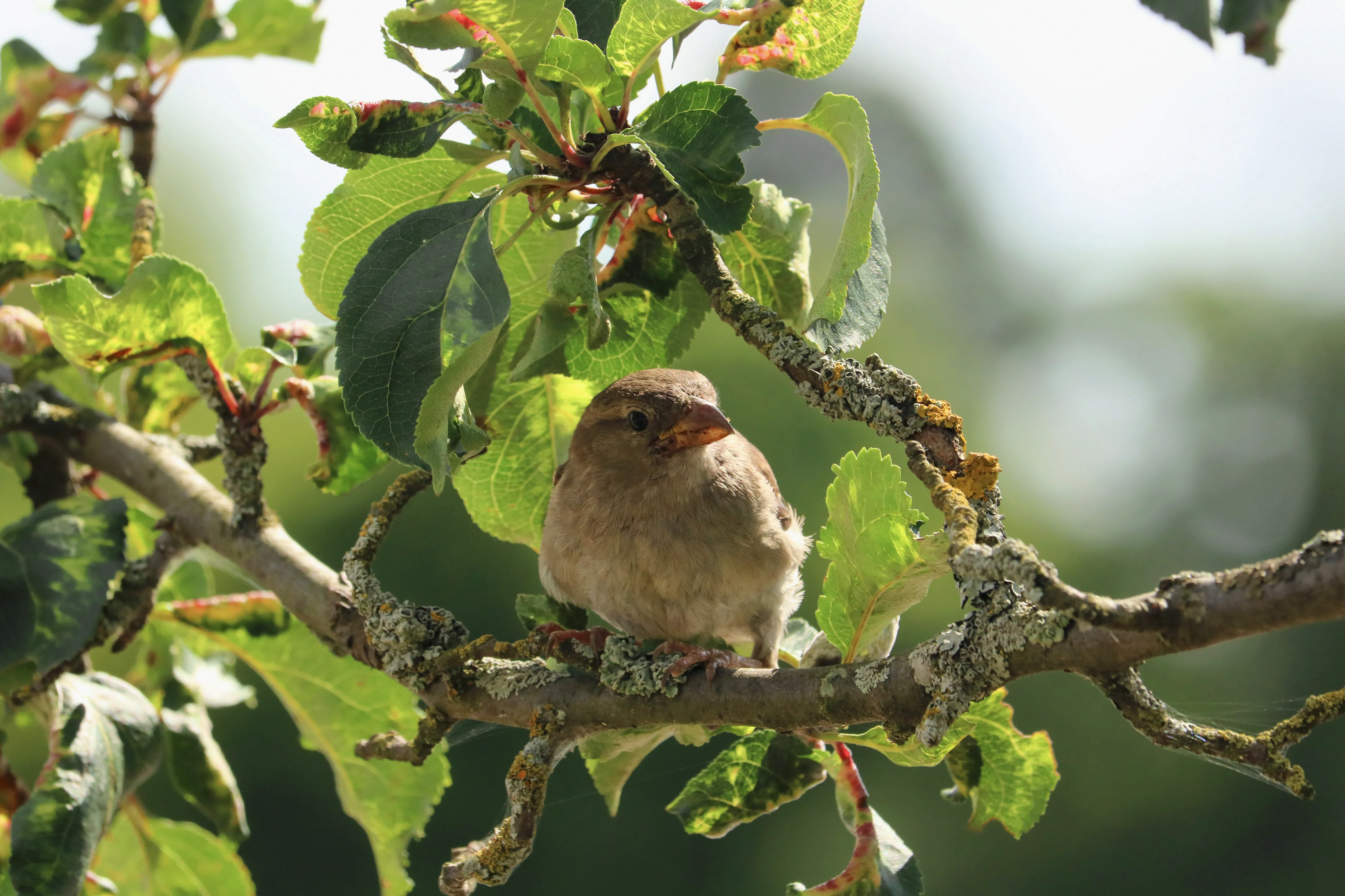 HA Trees And Countryside Or Wildlife 11