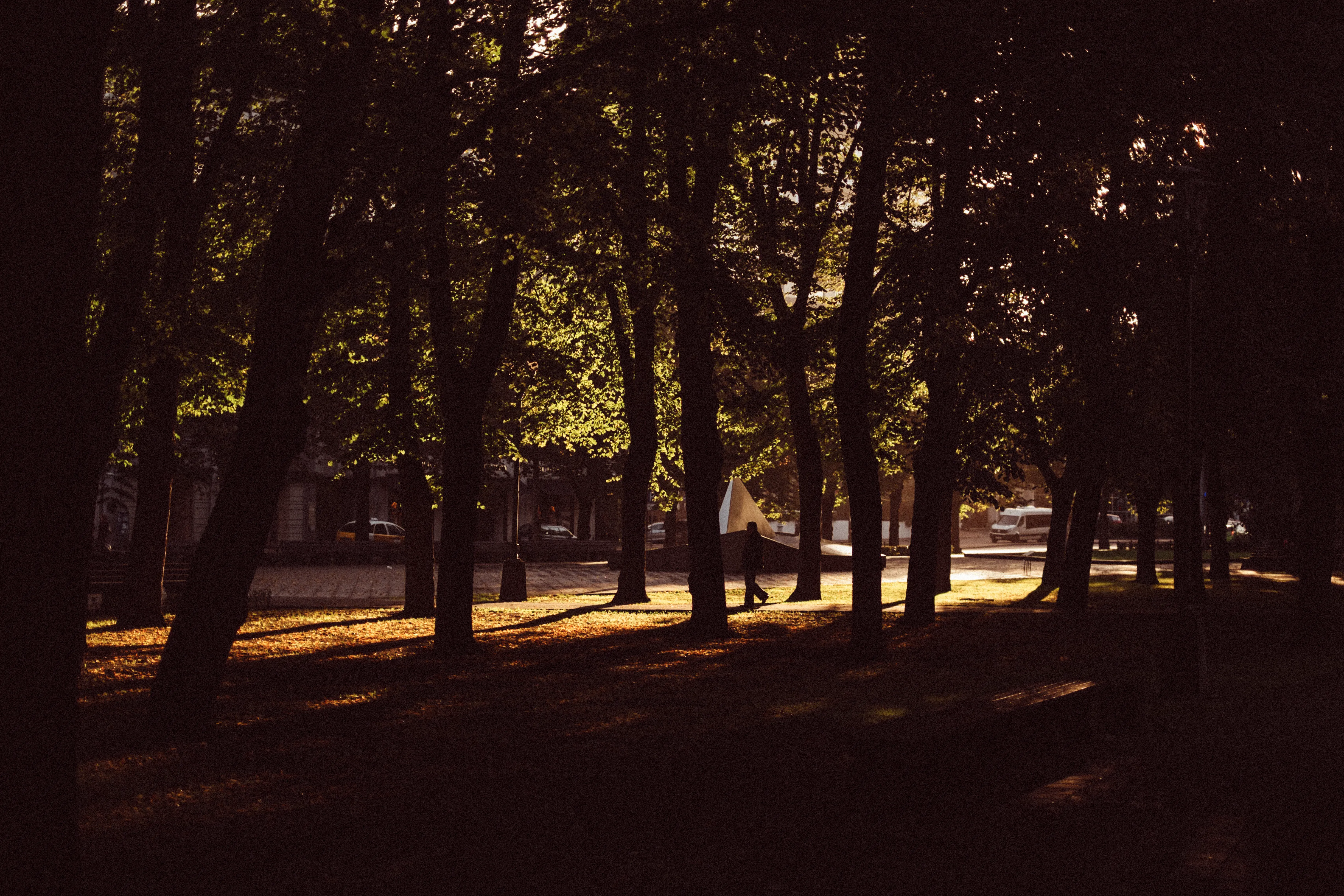 HA Trees And Countryside Or Wildlife 25