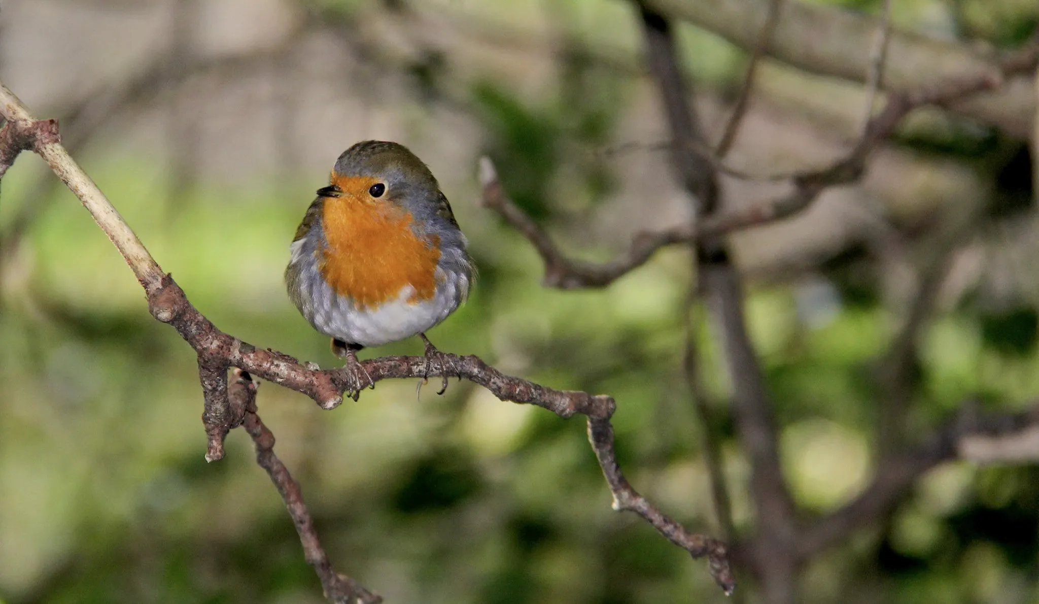 HA Trees And Countryside Or Wildlife 02