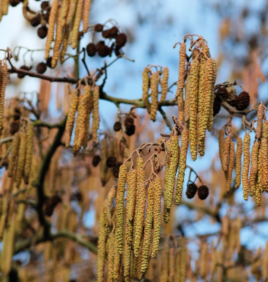Figure 4: Alder (Alnus sp.) in flower
