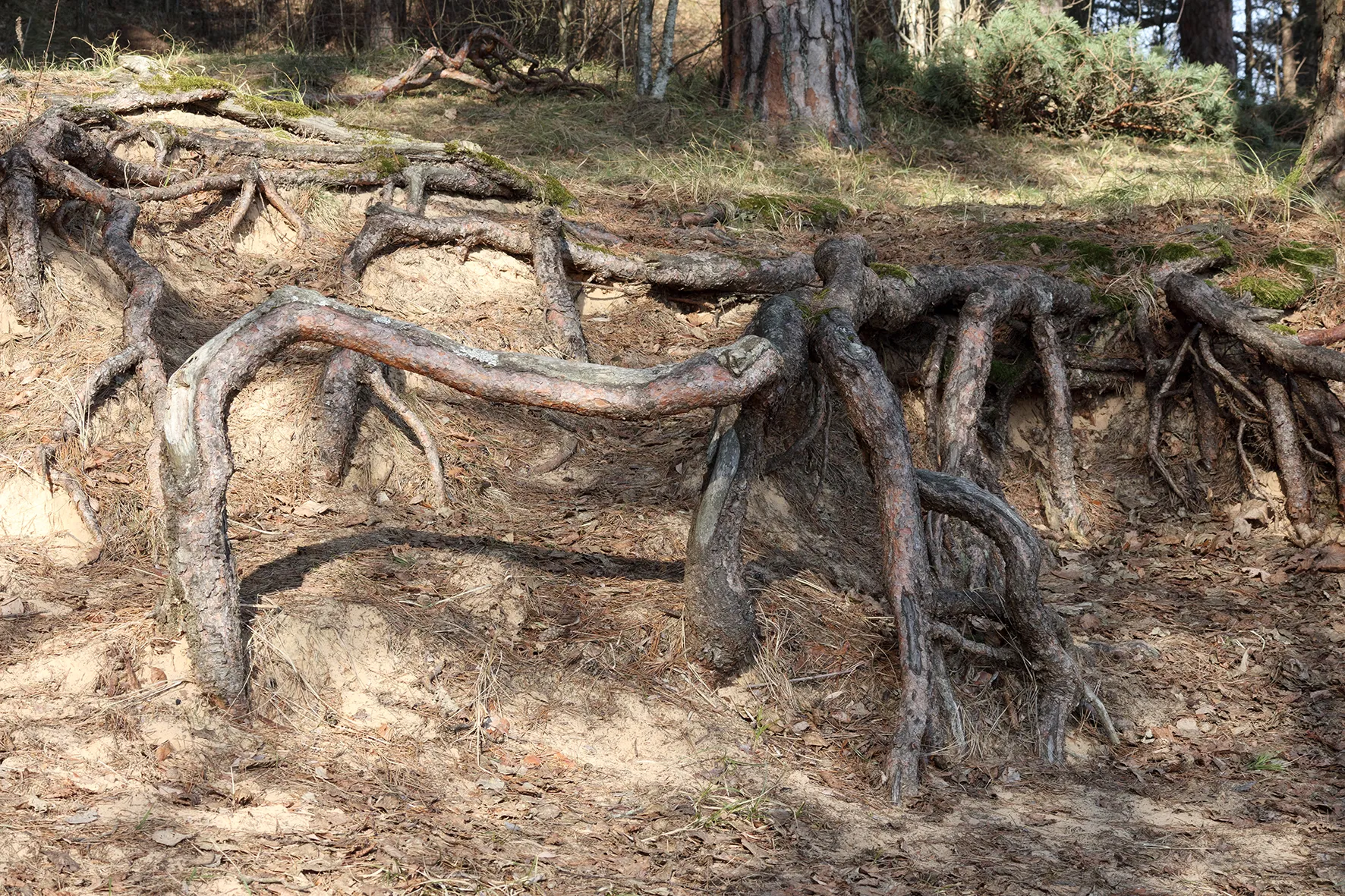HA Trees And Countryside Or Wildlife 01 Treeroots 26