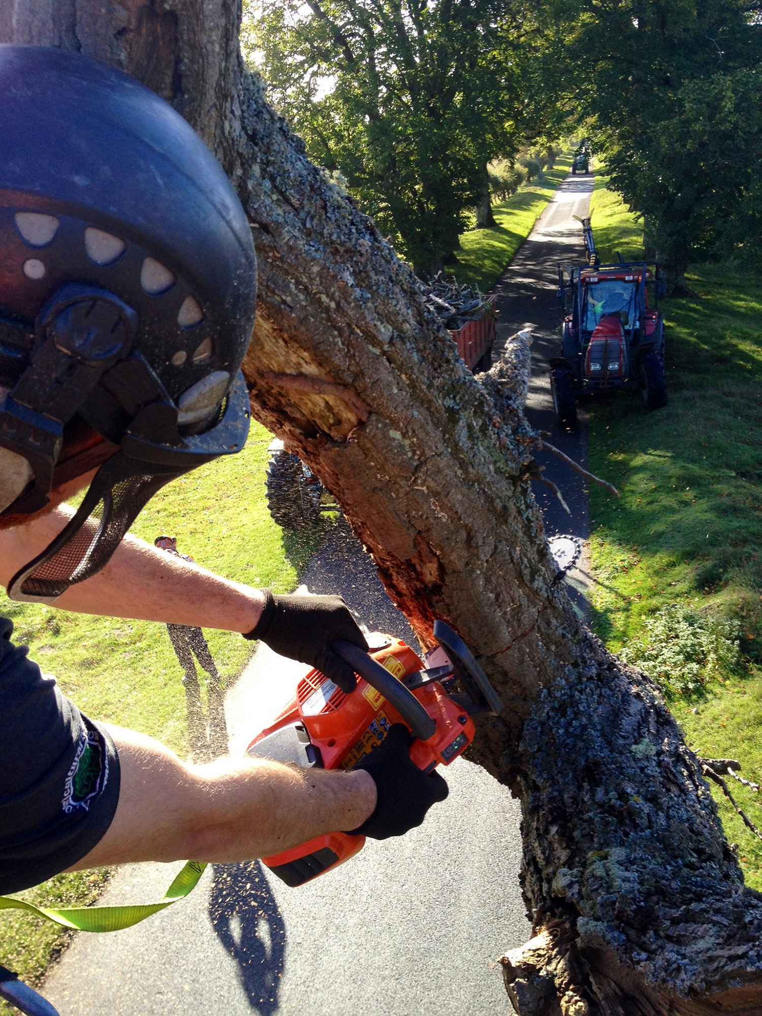 HA Pruning Aerial Pruning6