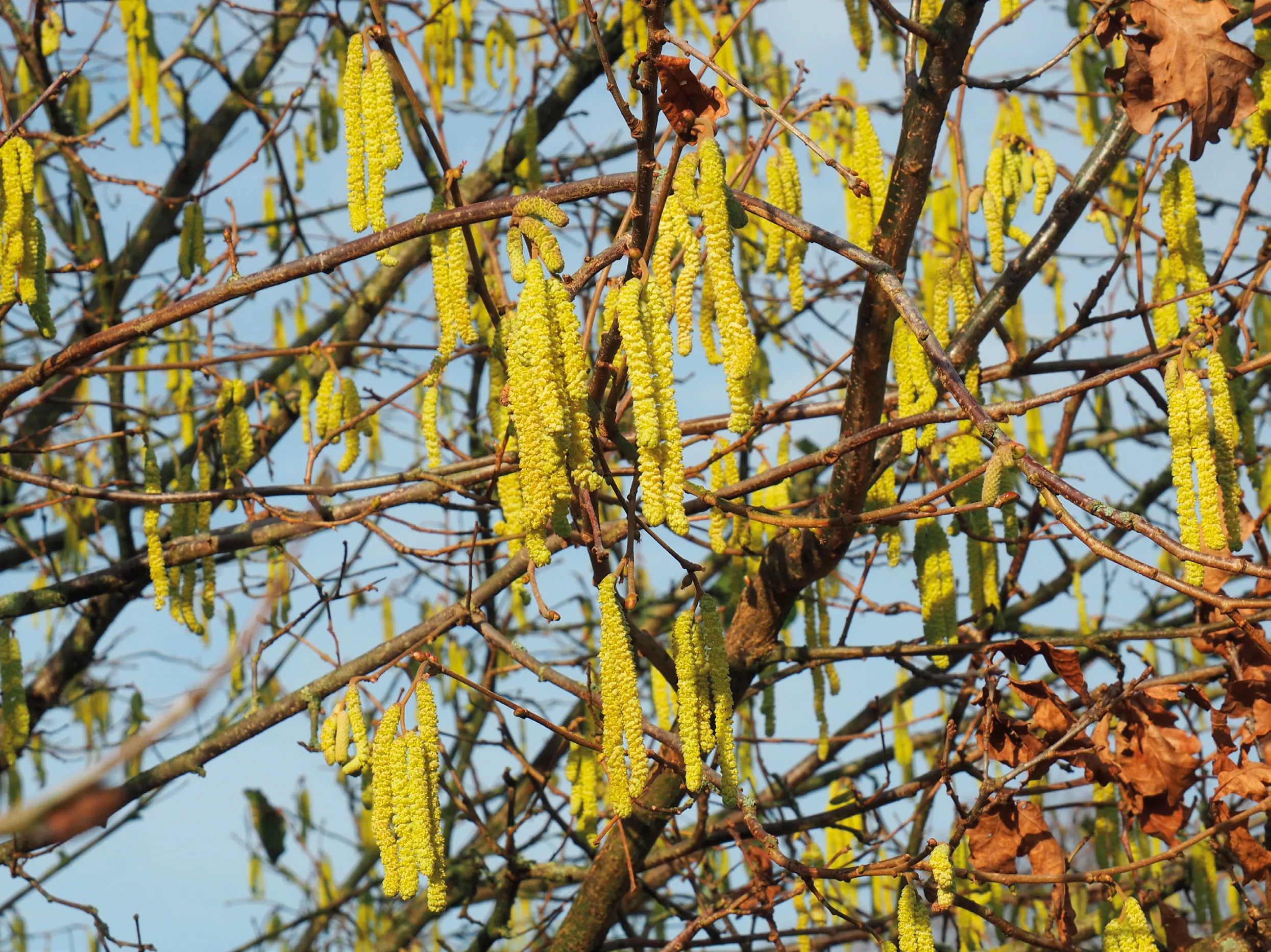 Figure 1: Corylus avellana in flower.