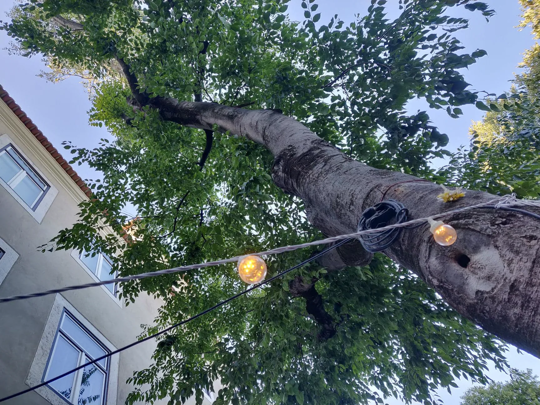 HA Urban Trees 03
