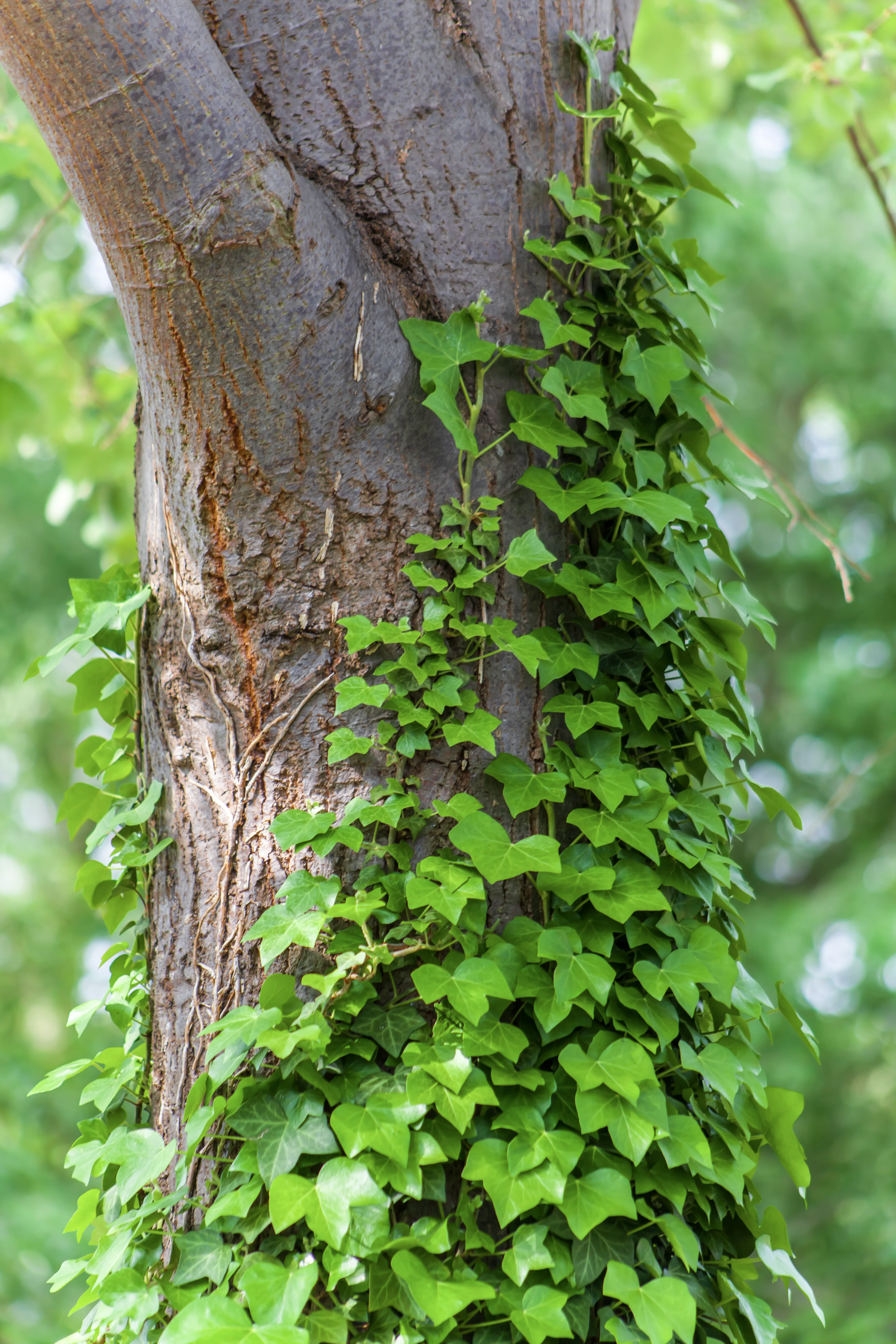HA Ivy 05