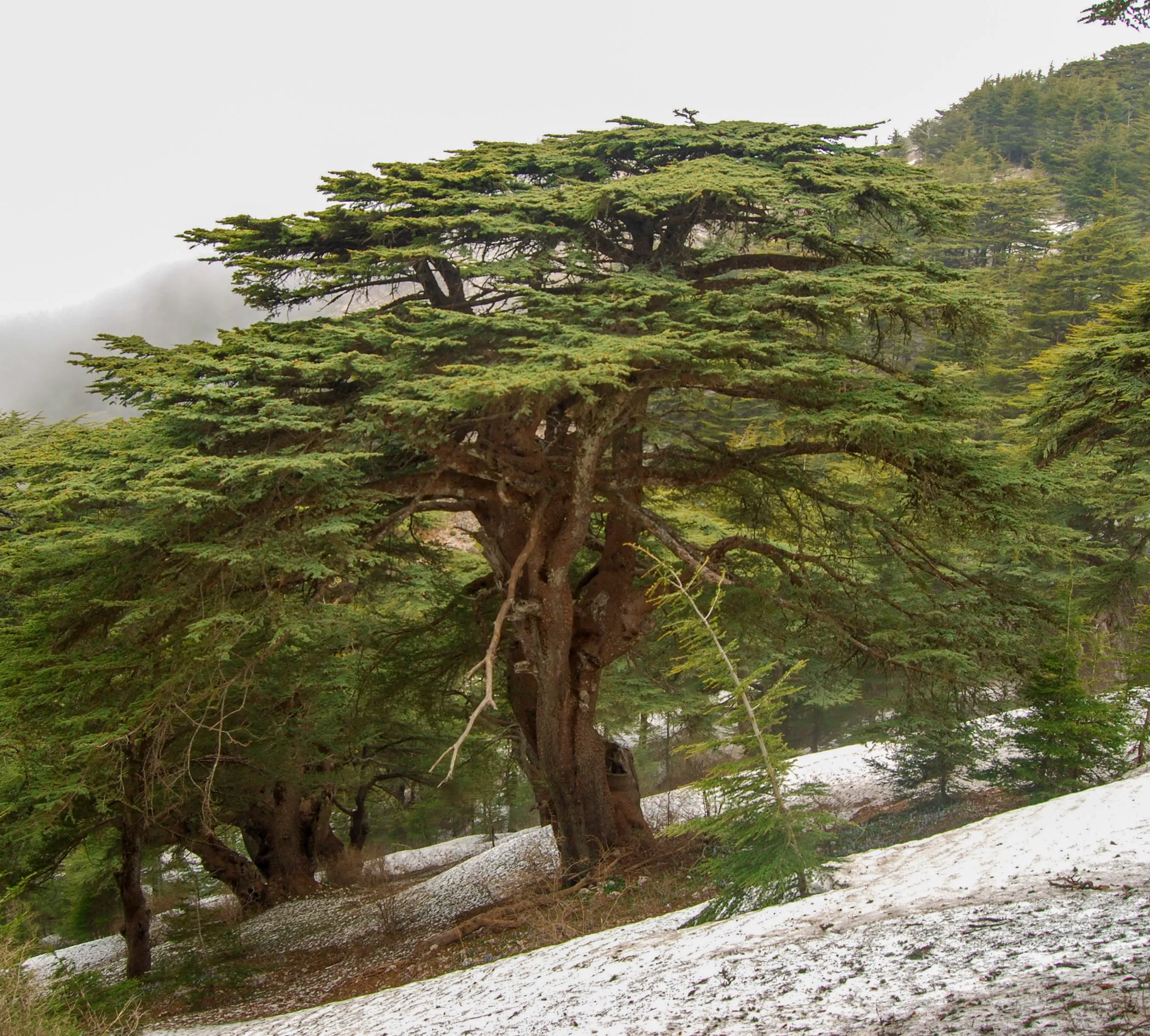 Cedrus libani in their native distribution in the mountains of Lebanon. (Patrick Bellan)