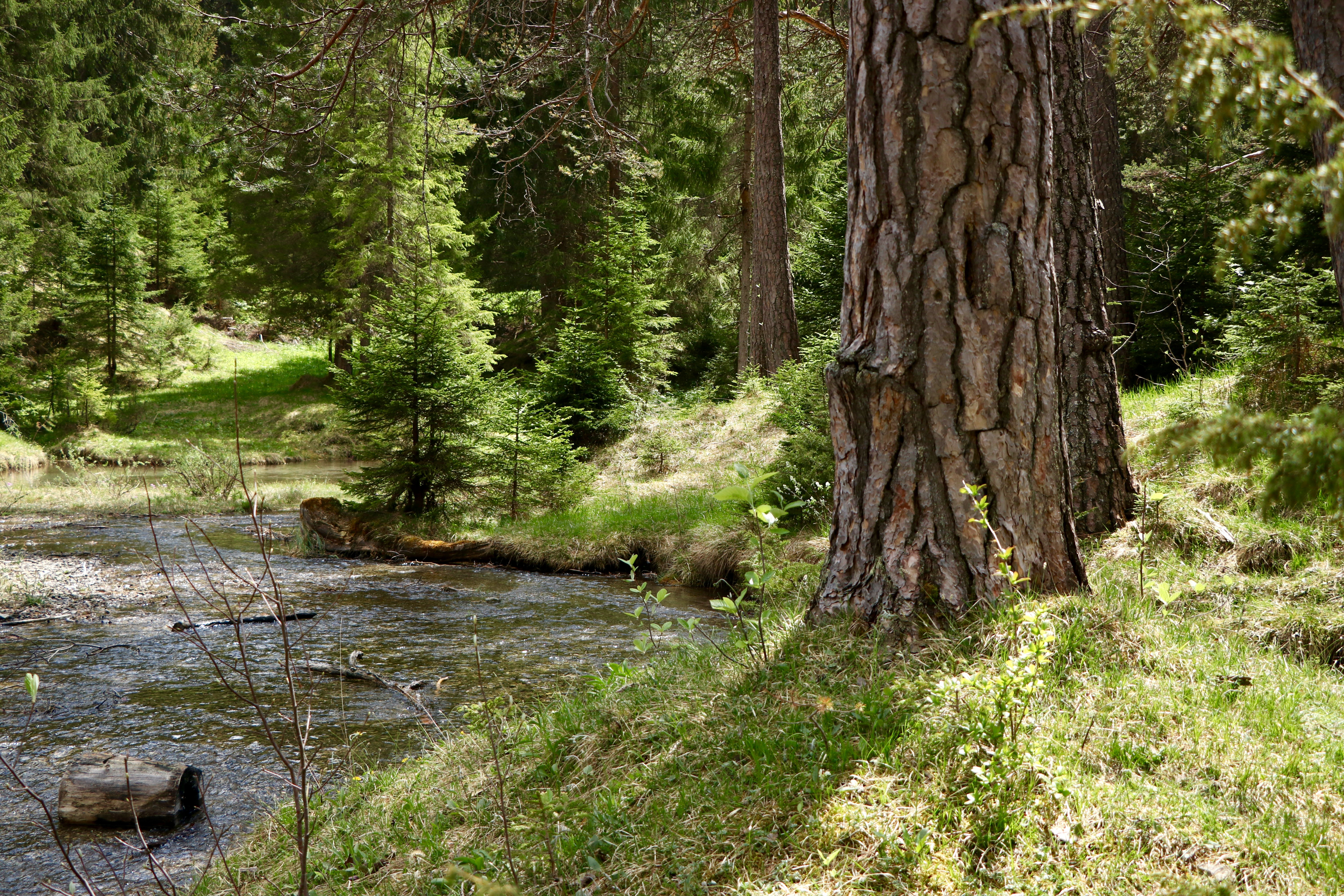 Forest Green Trees