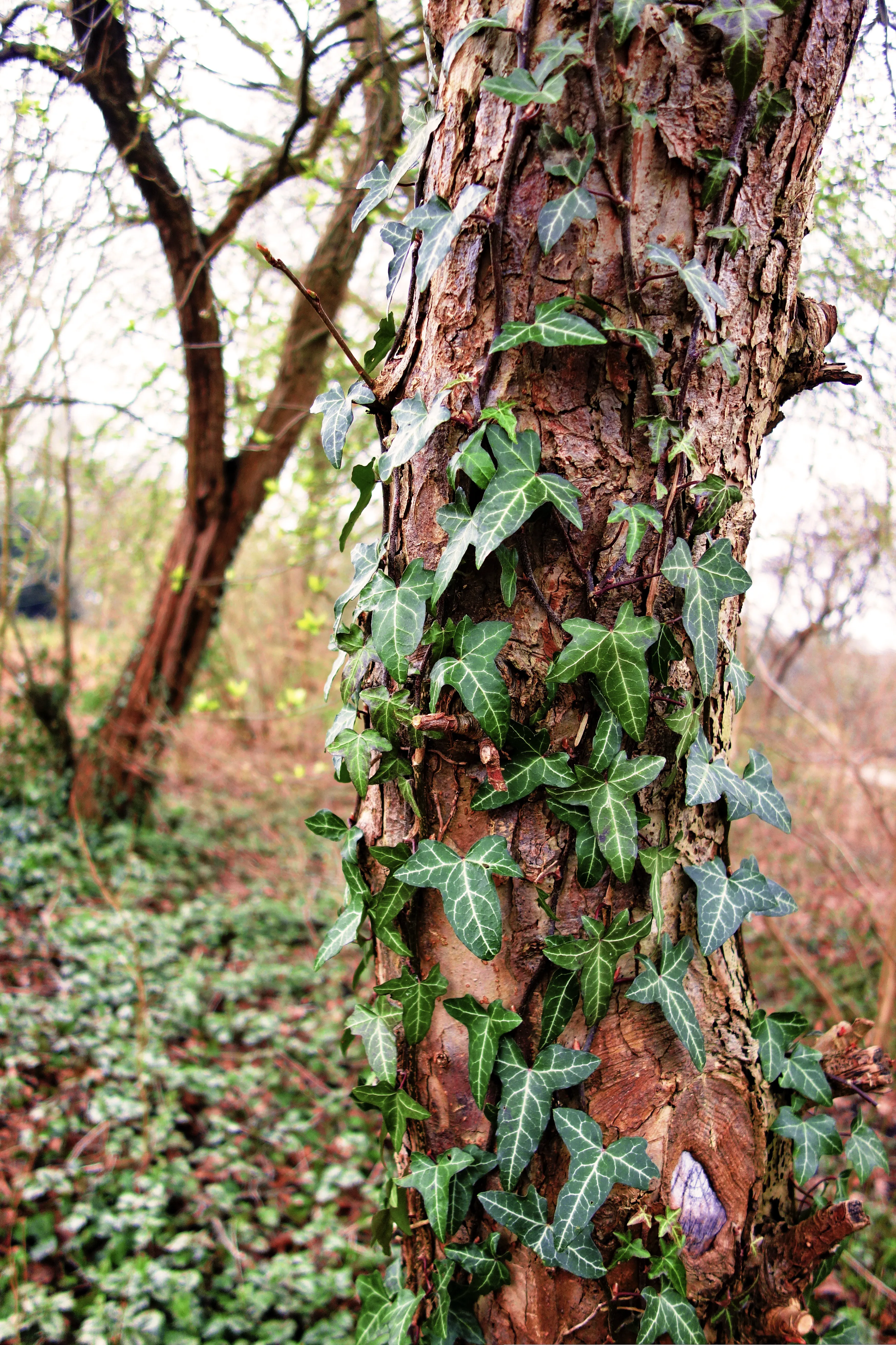 HA Ivy 03