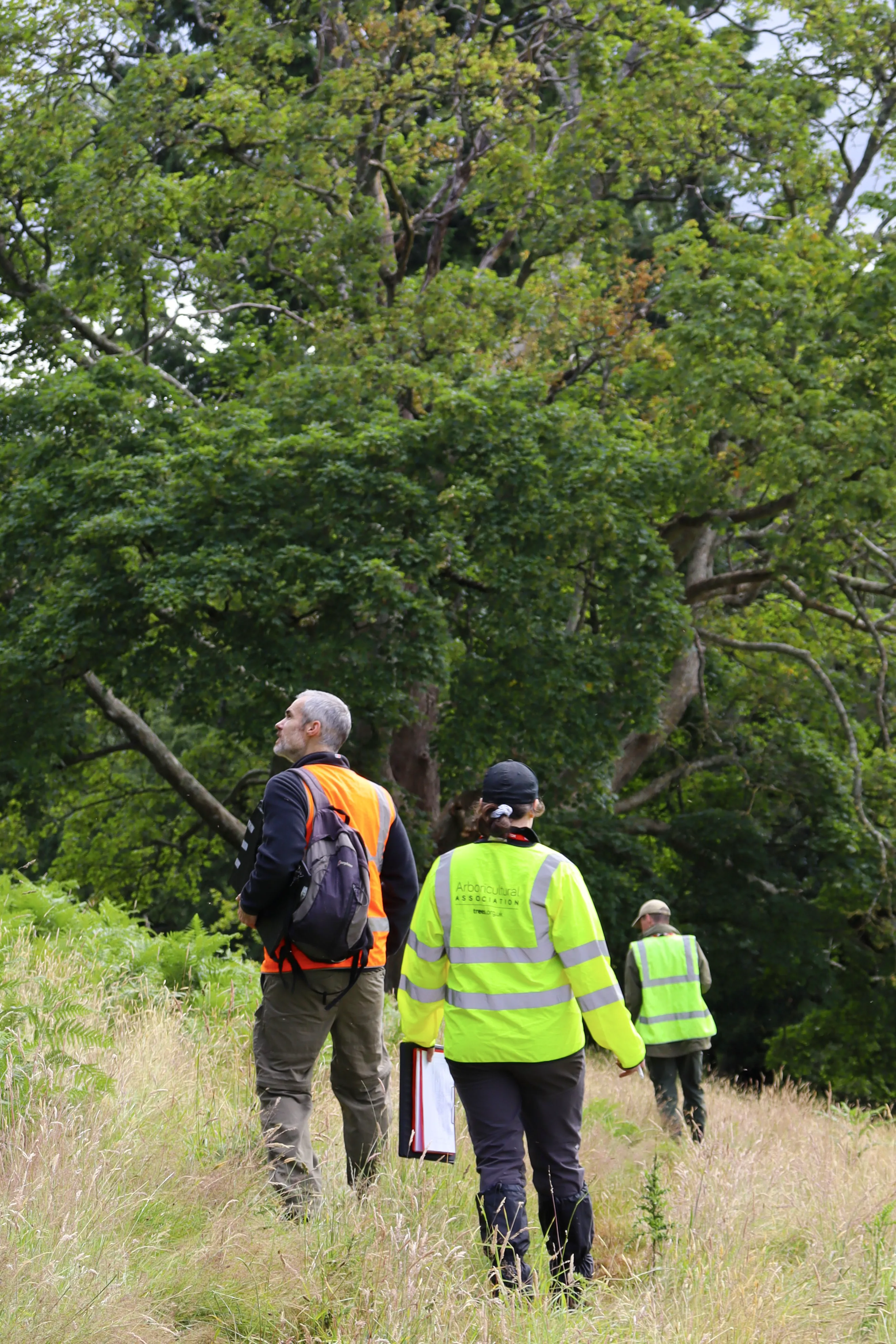 HA Tree Inspection 10