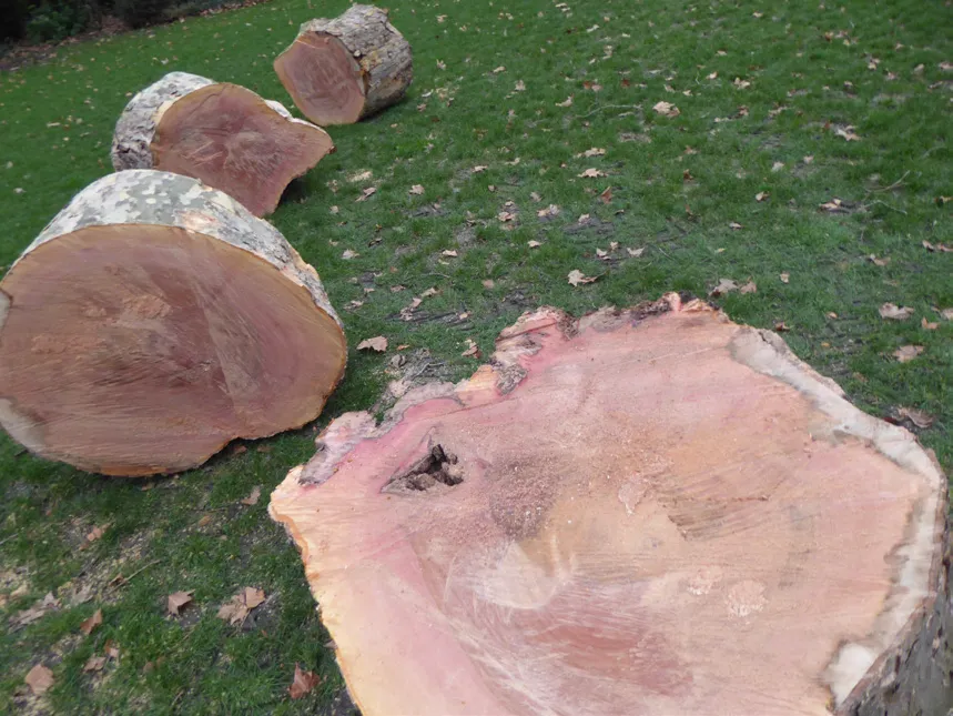 A large plane tree felled with N. parvum