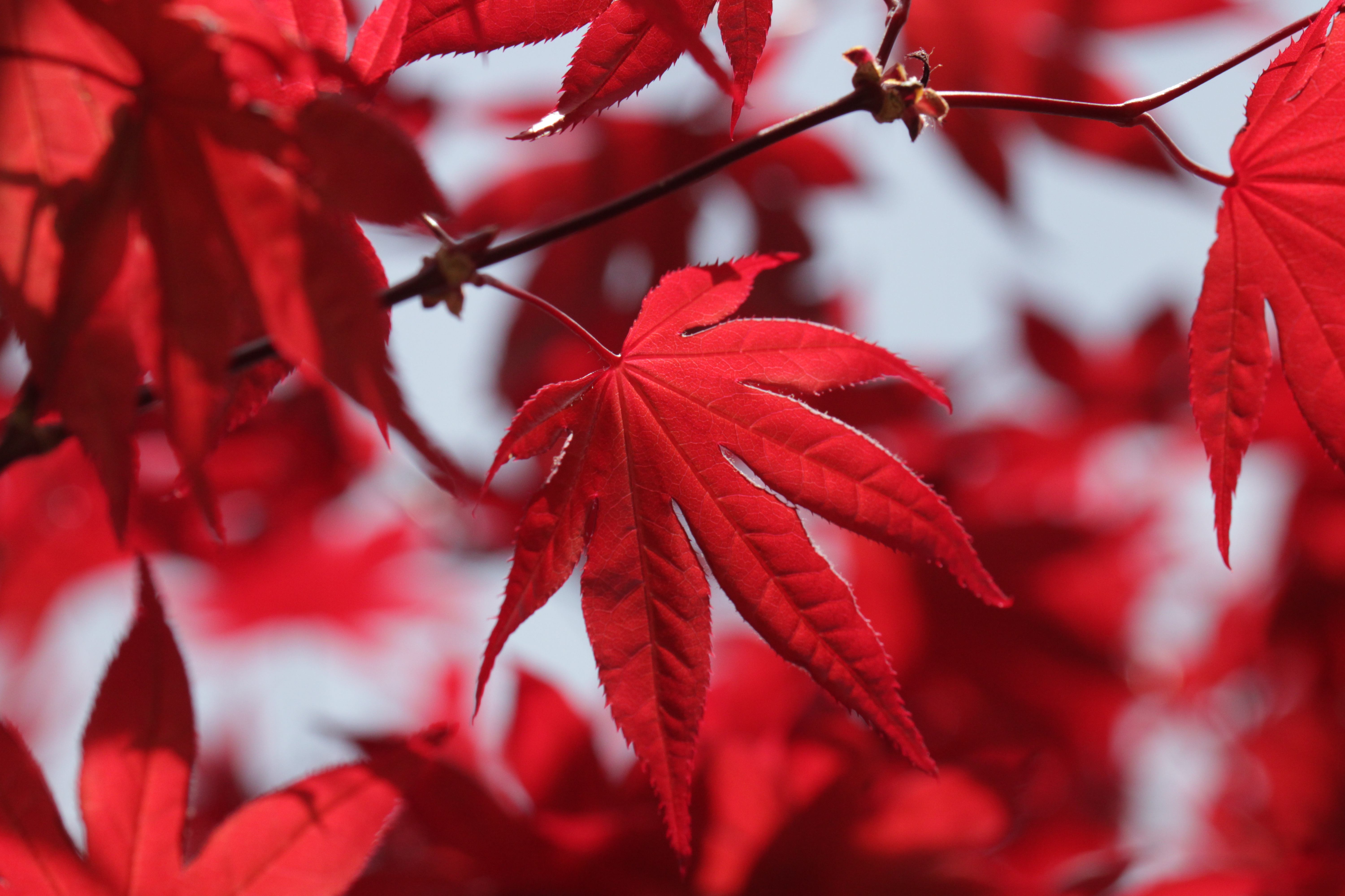 Salgir Red Maple Leaves 7395624