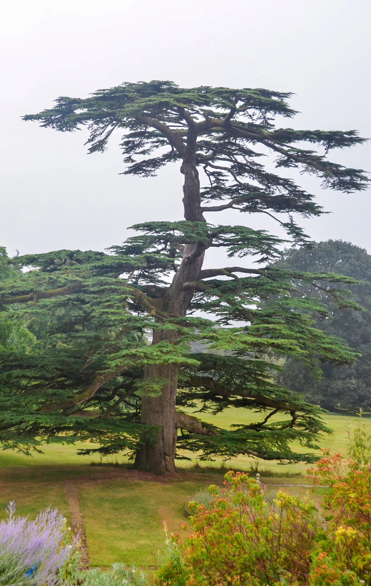 An old Cedrus libani