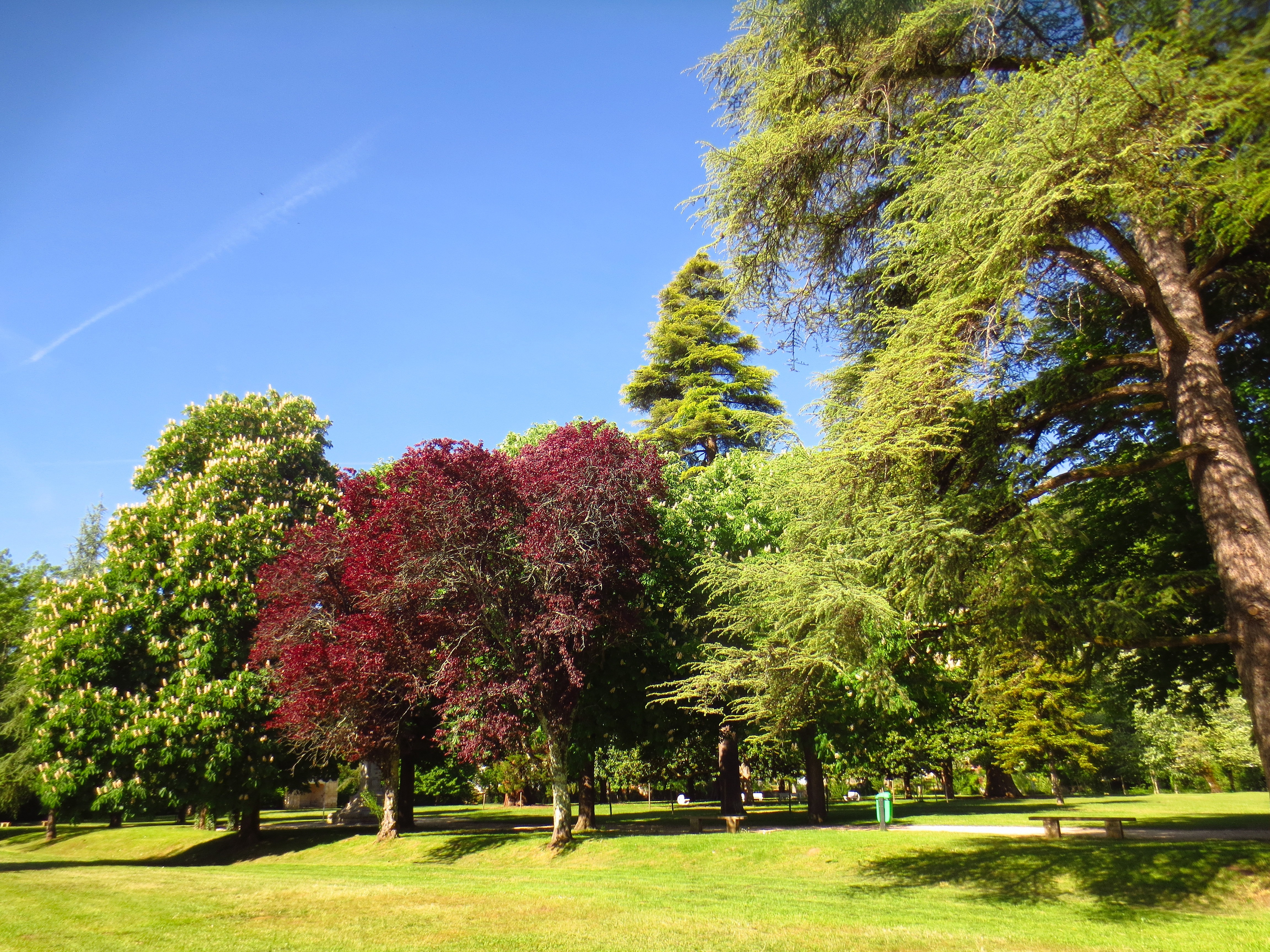 London Trees Sunny Day Park