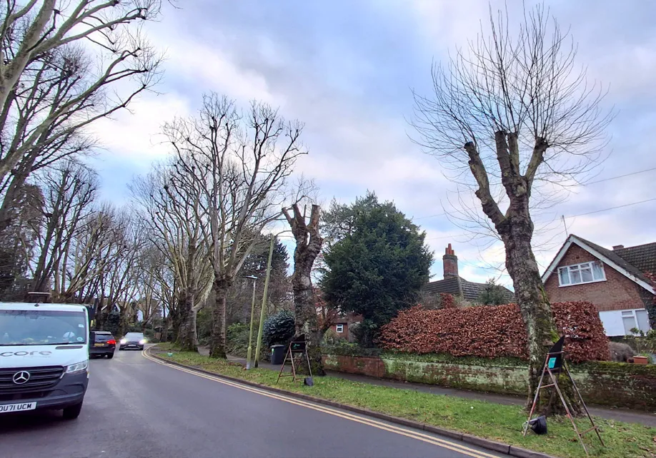 A street in Hertfordshire: plane tree crown death with massaria, and trees being ‘monolithed’ due to safety concerns