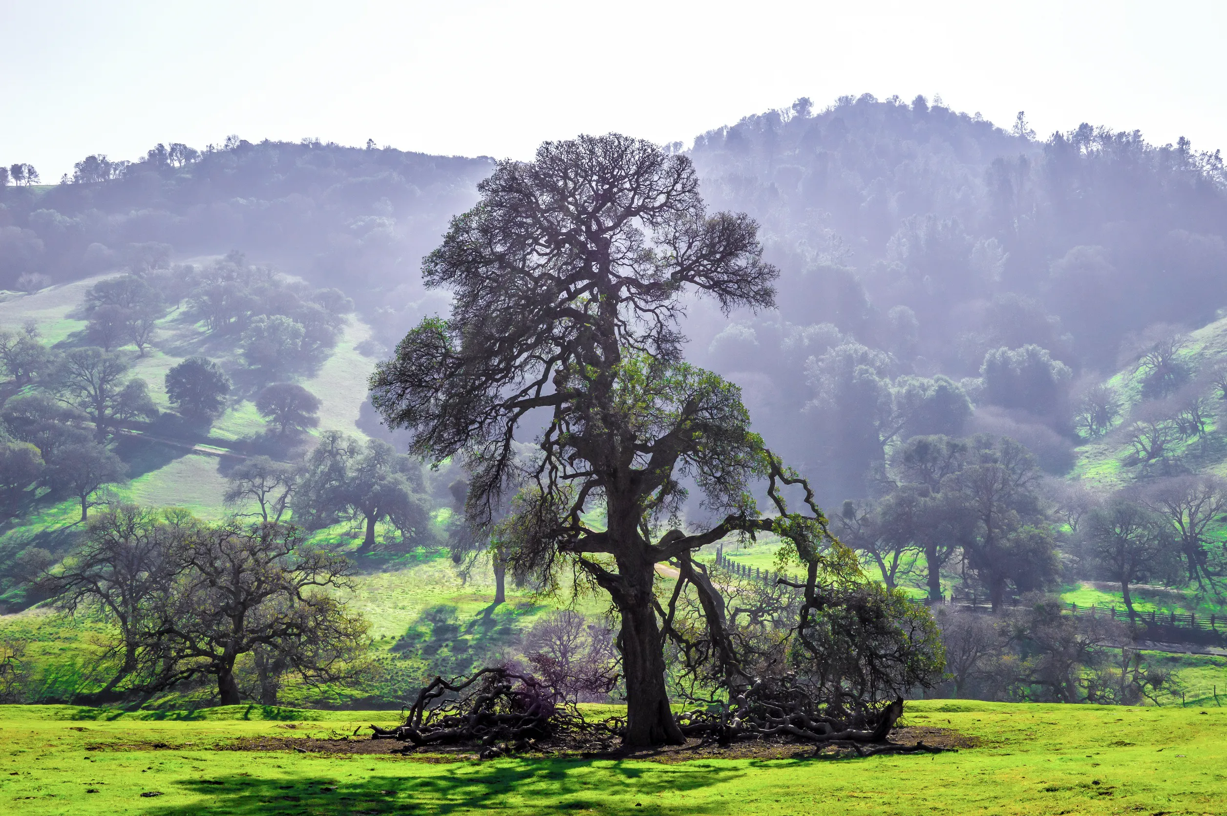 HA Trees And Countryside Or Wildlife 37