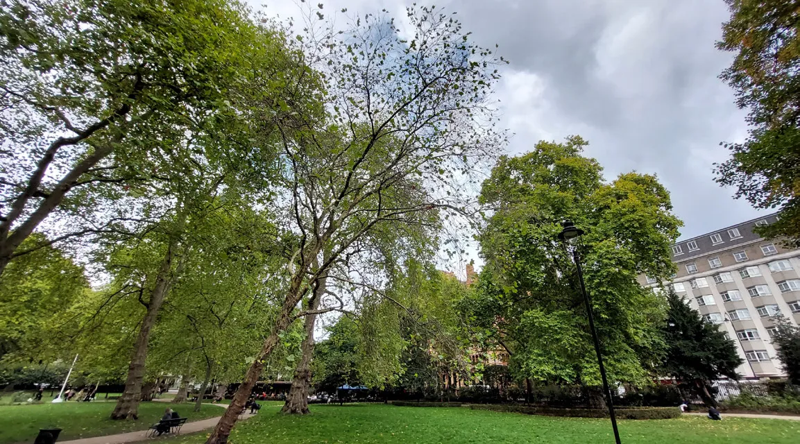 Central London. Lesions and crown dieback