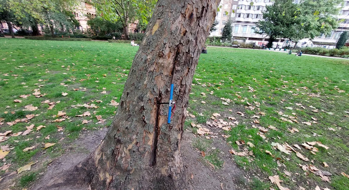 Central London. Lesions and crown dieback