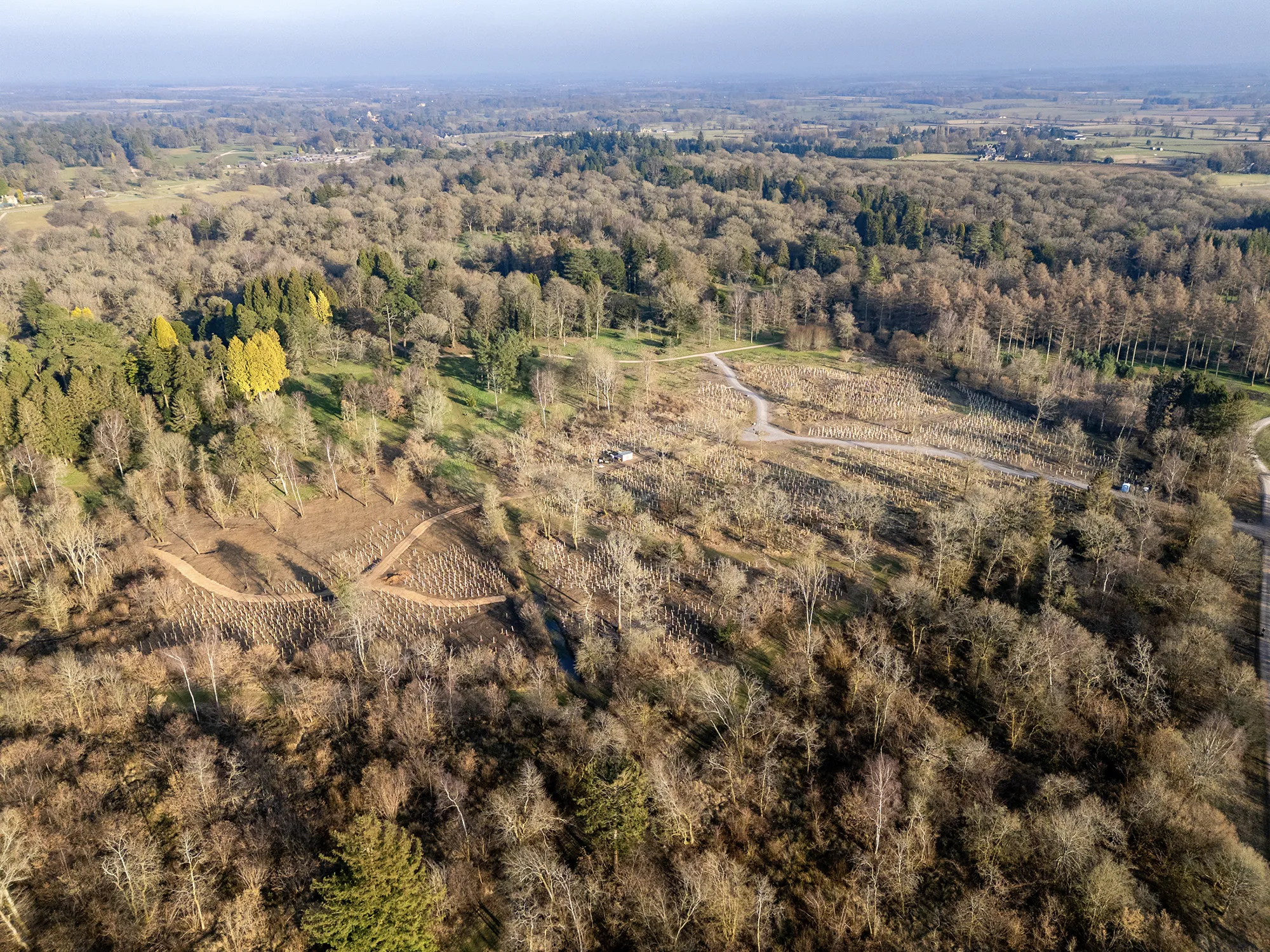 Westonbirt Silk Wood Community Planting Westonbirt Drone Image March 2025 Credit Mike Walker 3