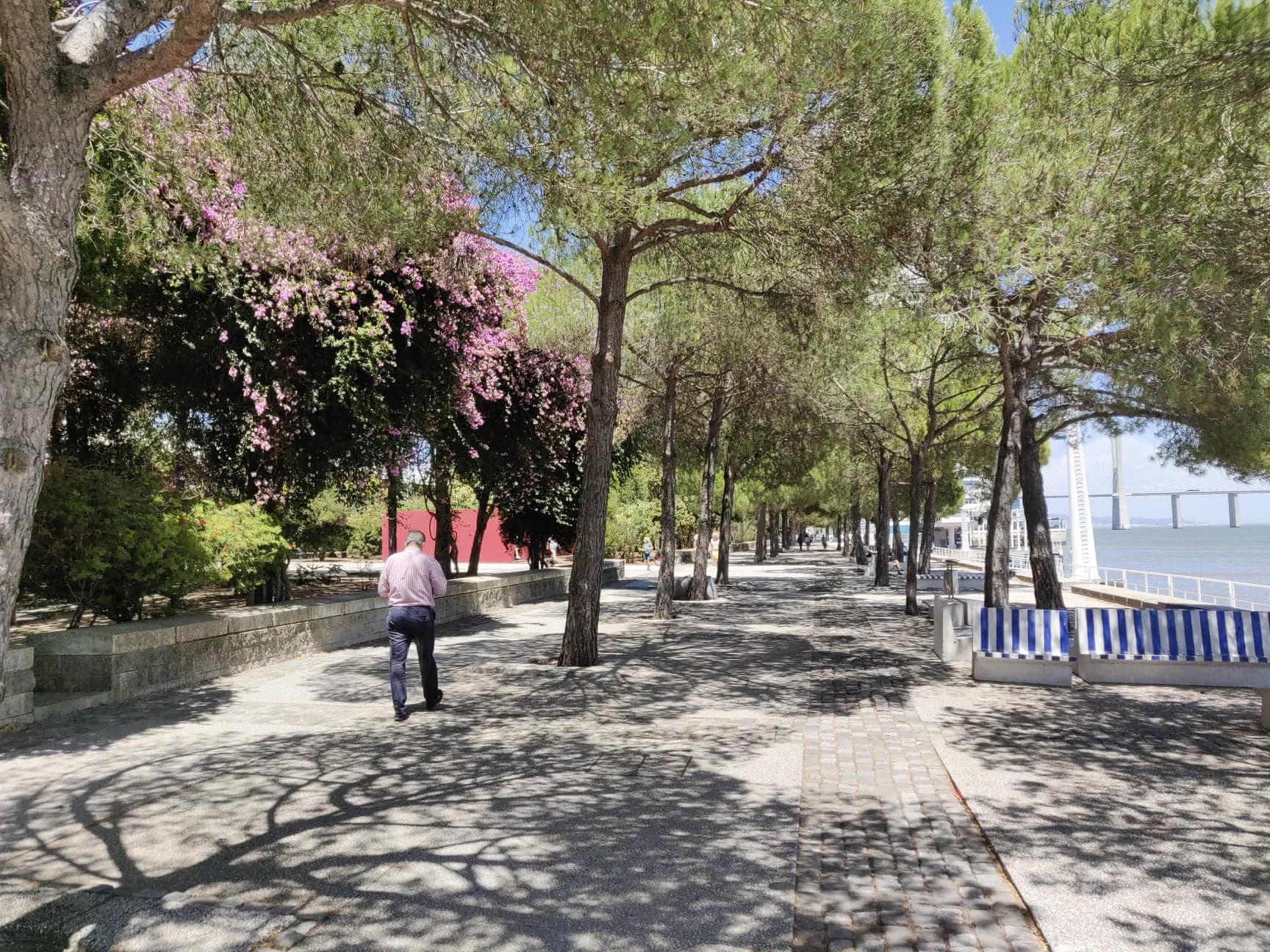 HA Urban Trees 04