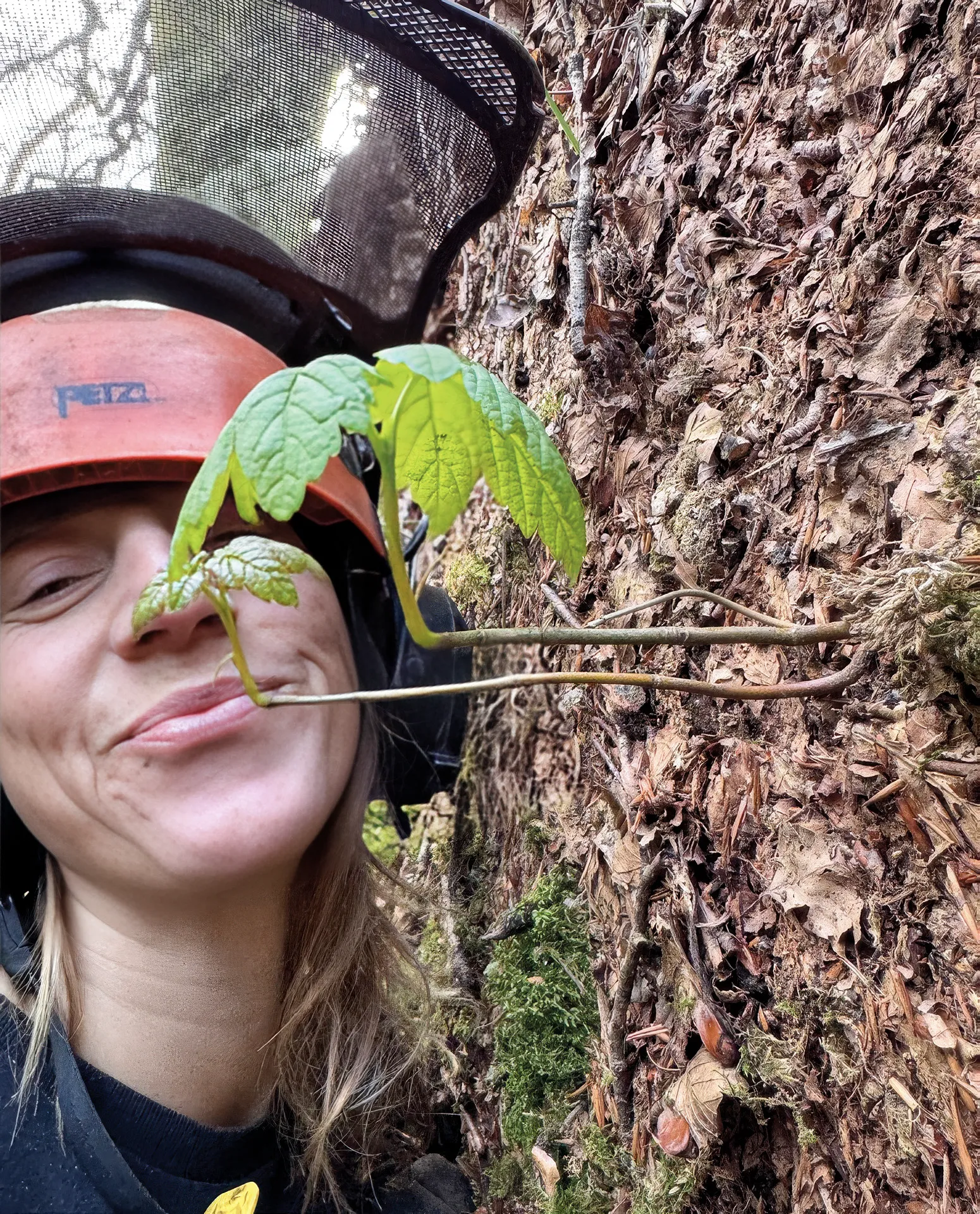 This sycamore seedling is growing on the root plate of a beech in Trengwainton Garden and has altered the angle of its growth since the beech fell in the storms.
