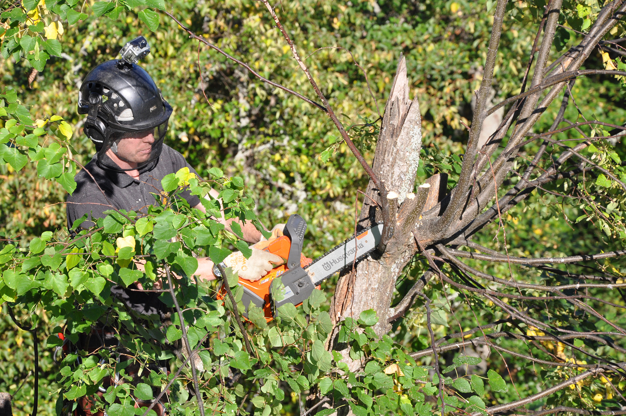 HA Pruning Aerial Pruning9