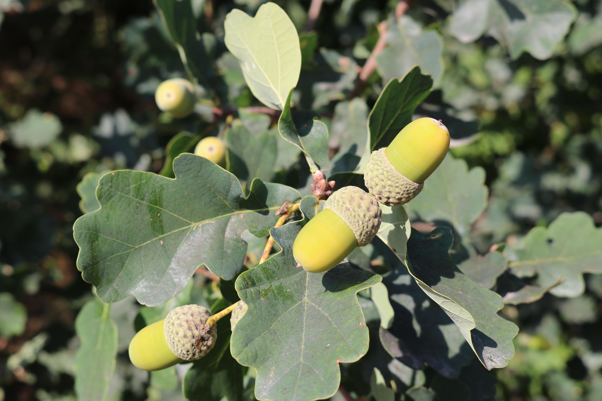Wzdigiphoto Acorns 3611112 1920