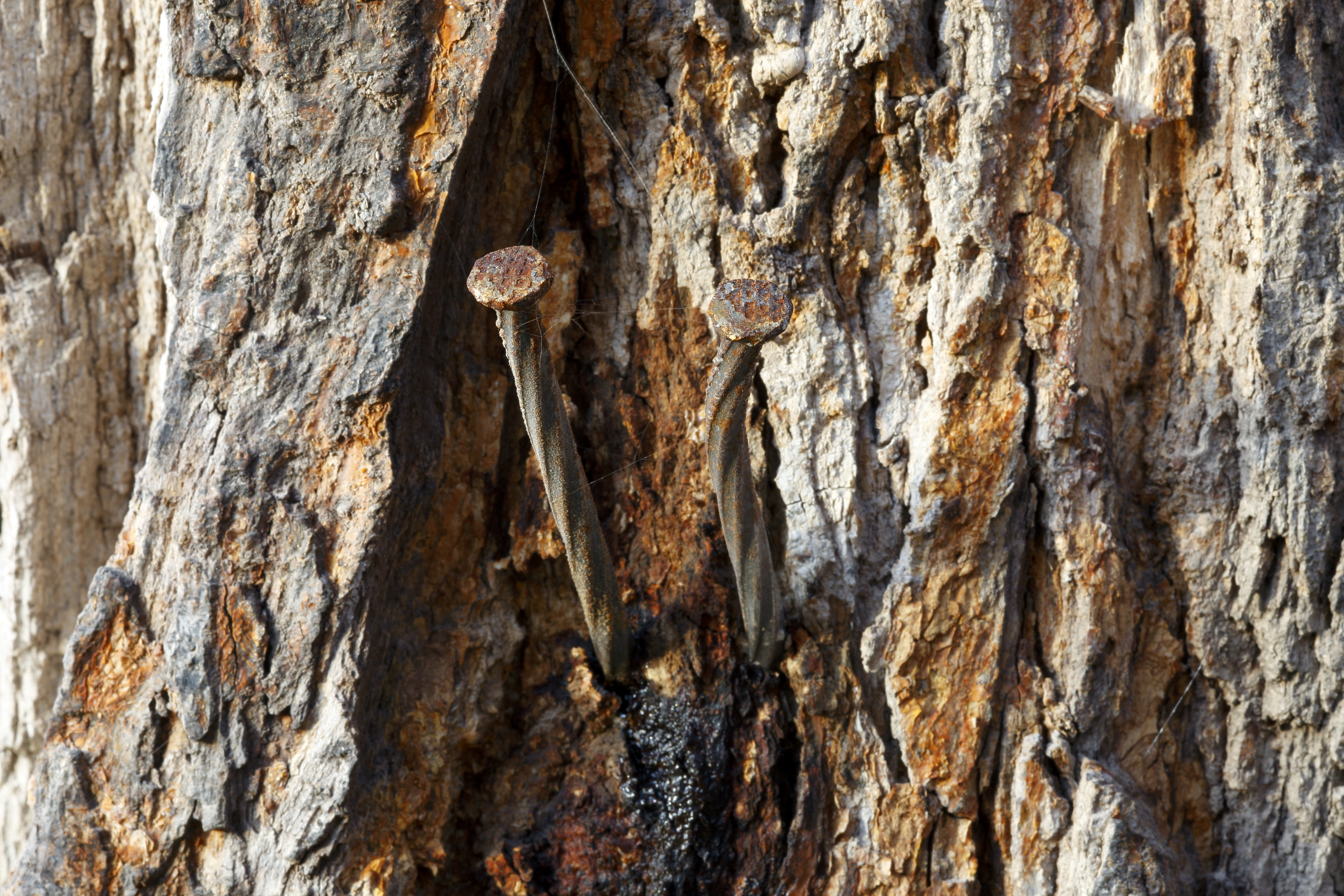 HA Tree Damage Nail Tree
