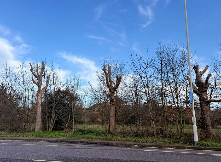 An East London location with plane trees ‘topped’ following crown death with massaria. (Bo Chapman)