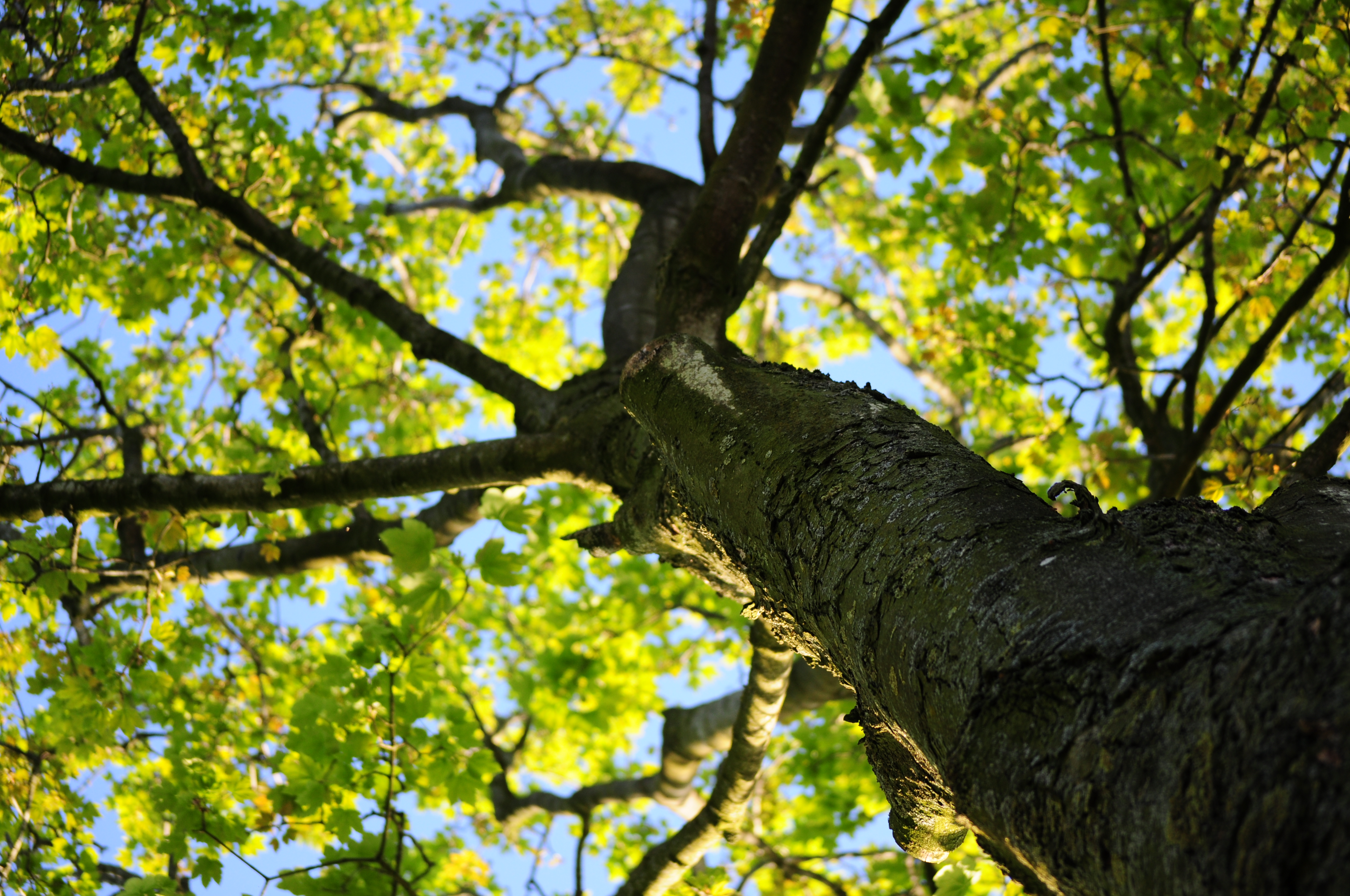 Wood Nature Leaves Tree