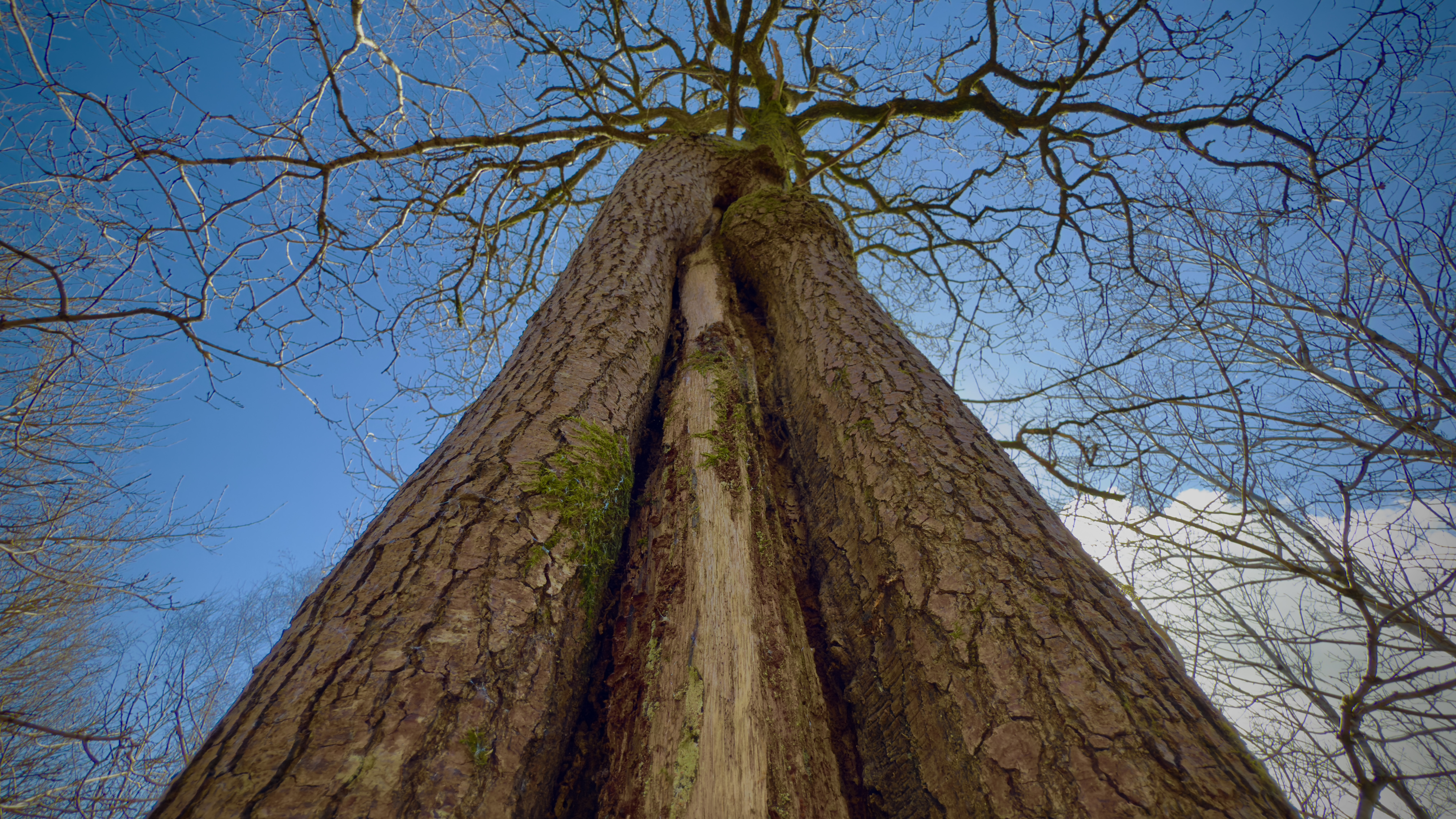 HA Treedamage Rost Crack 2