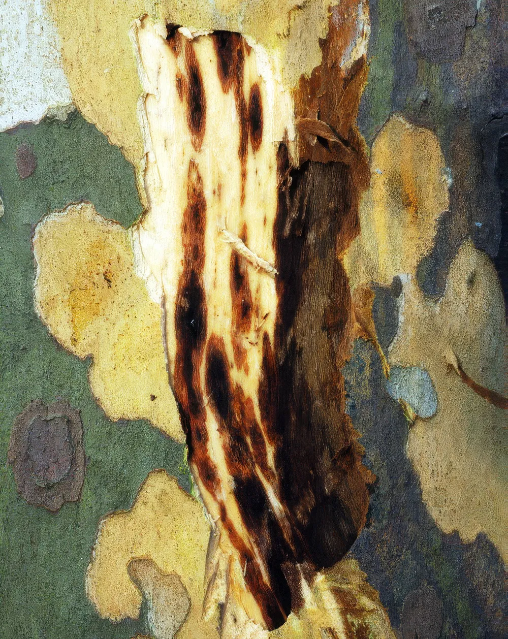 A typical canker on a stem