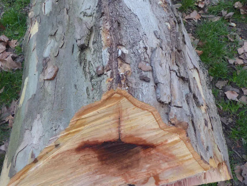 A large plane tree felled with N. parvum