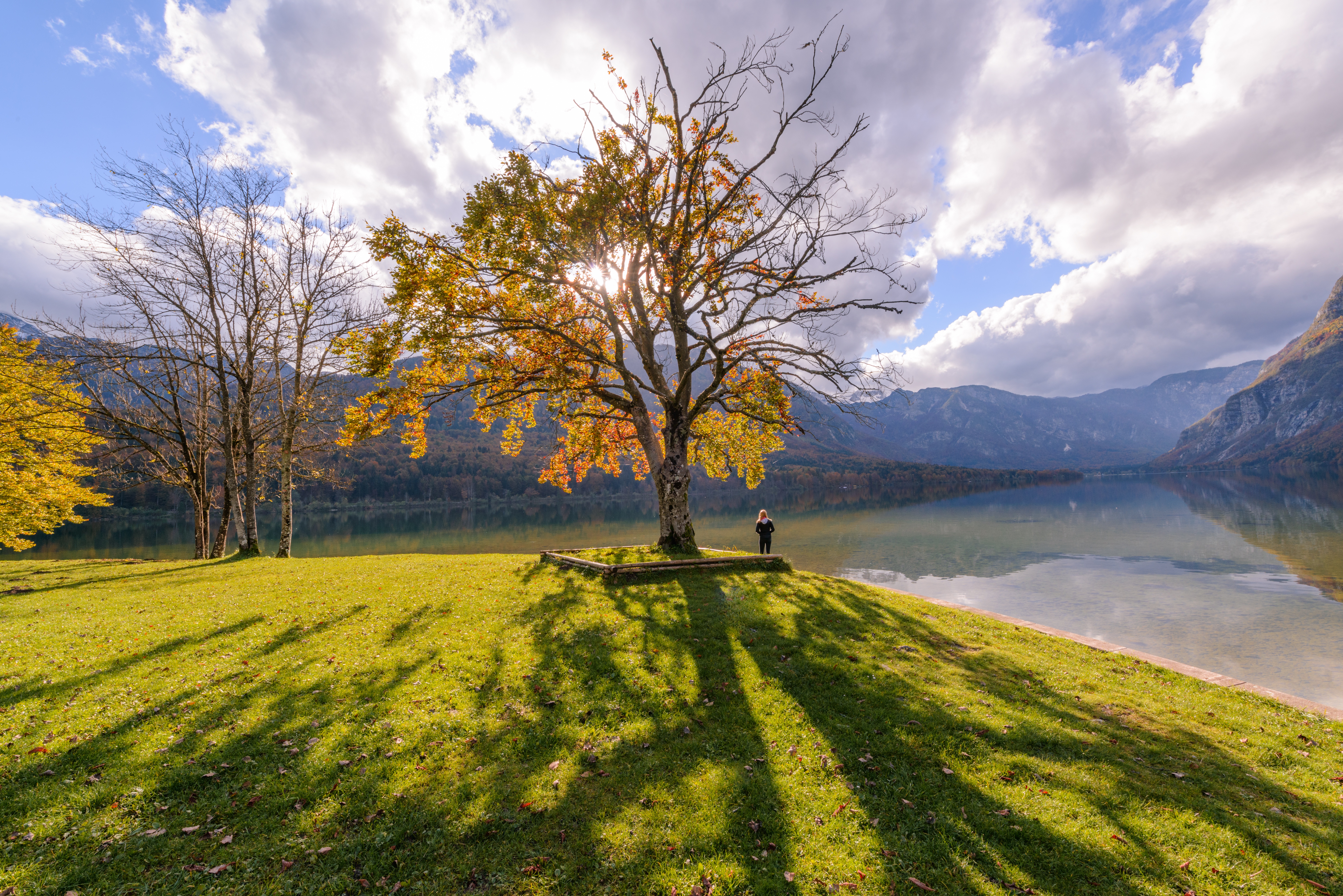 Lone Tree Near Lake