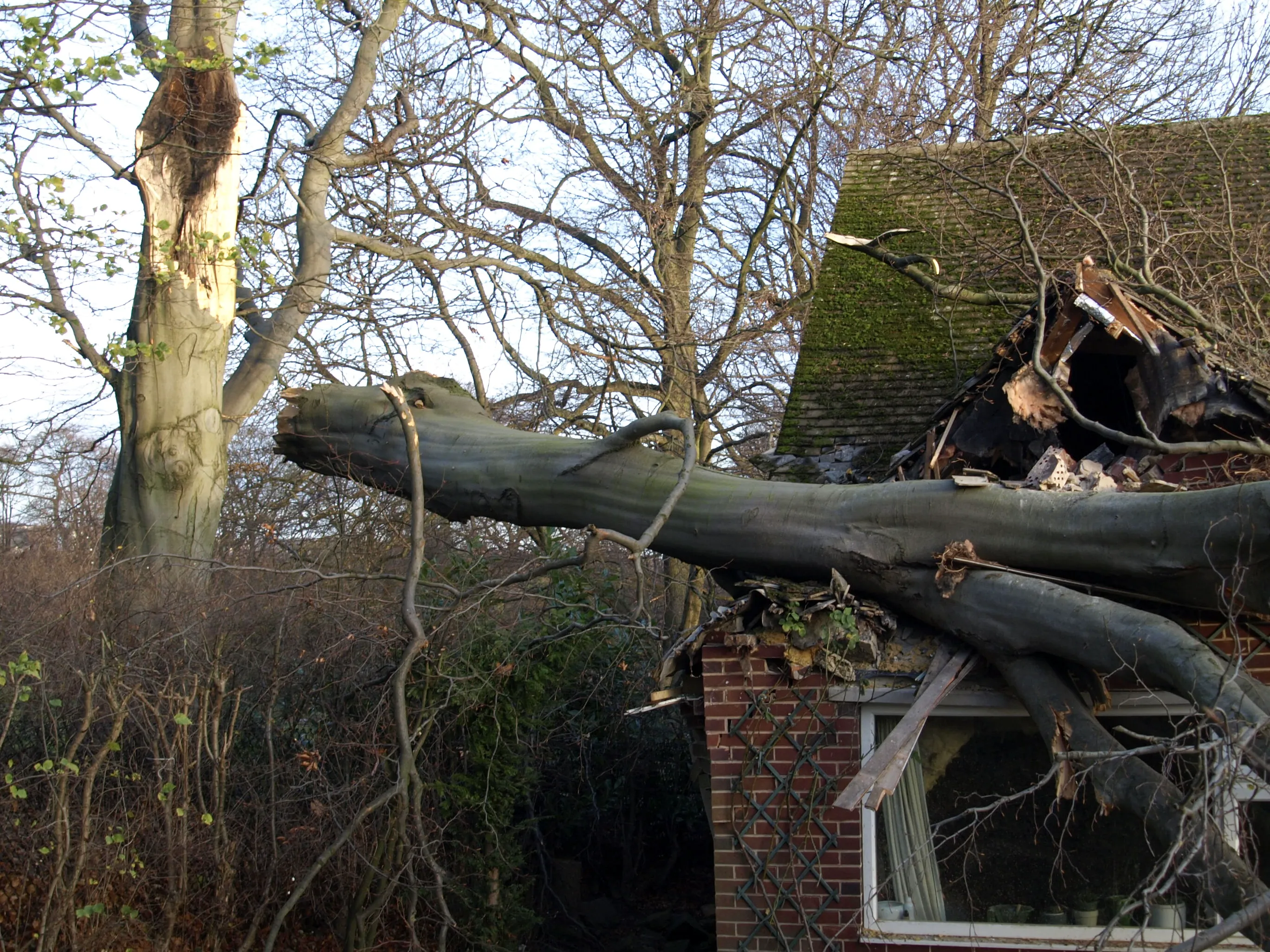 HA Tree Damage 02