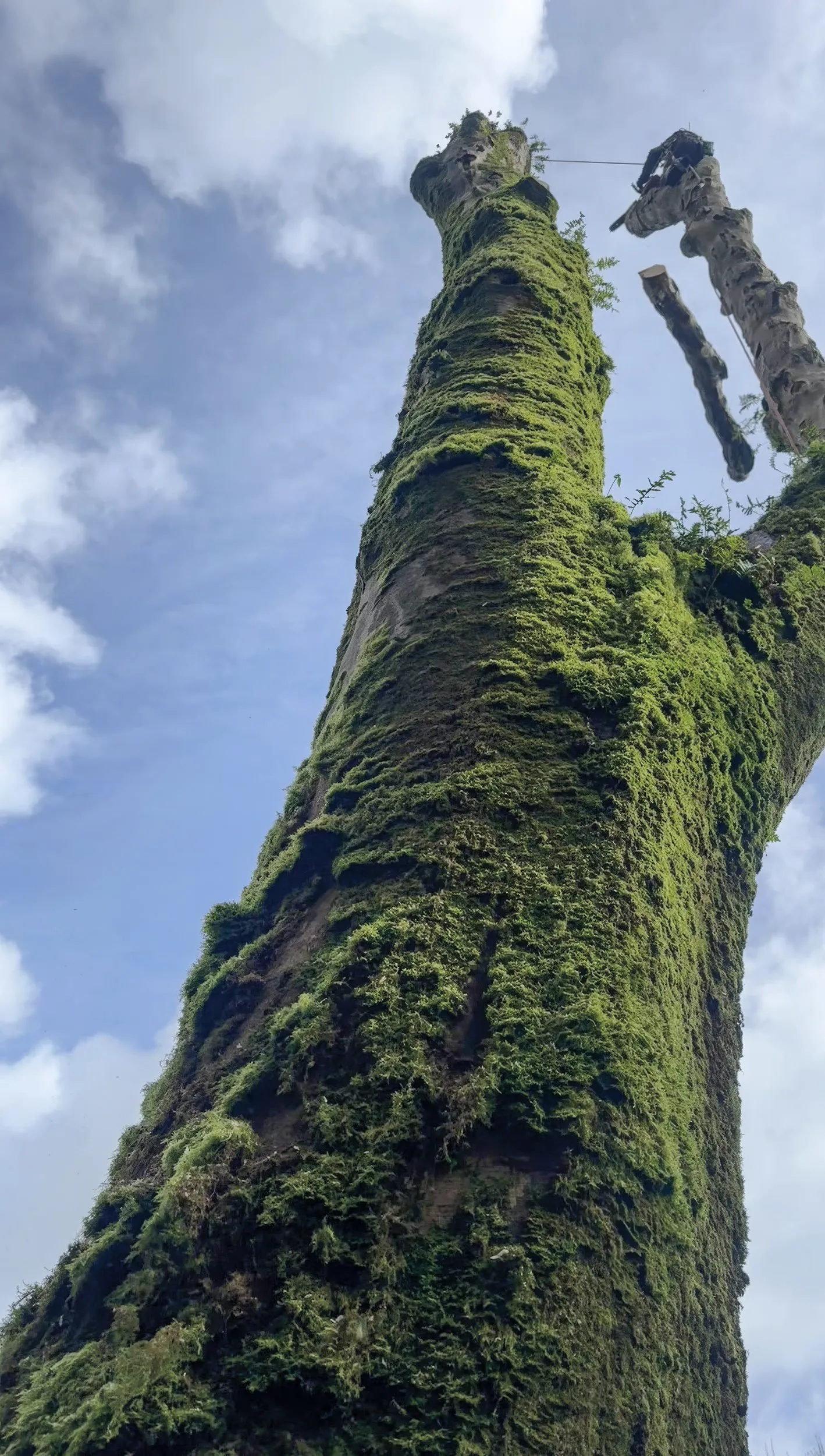 Just one of so many large trees devastated by the storms.