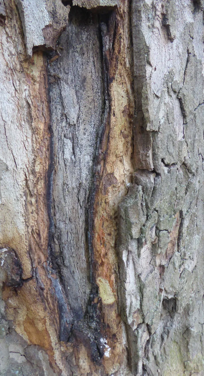 Neofusicoccum parvum lesions
