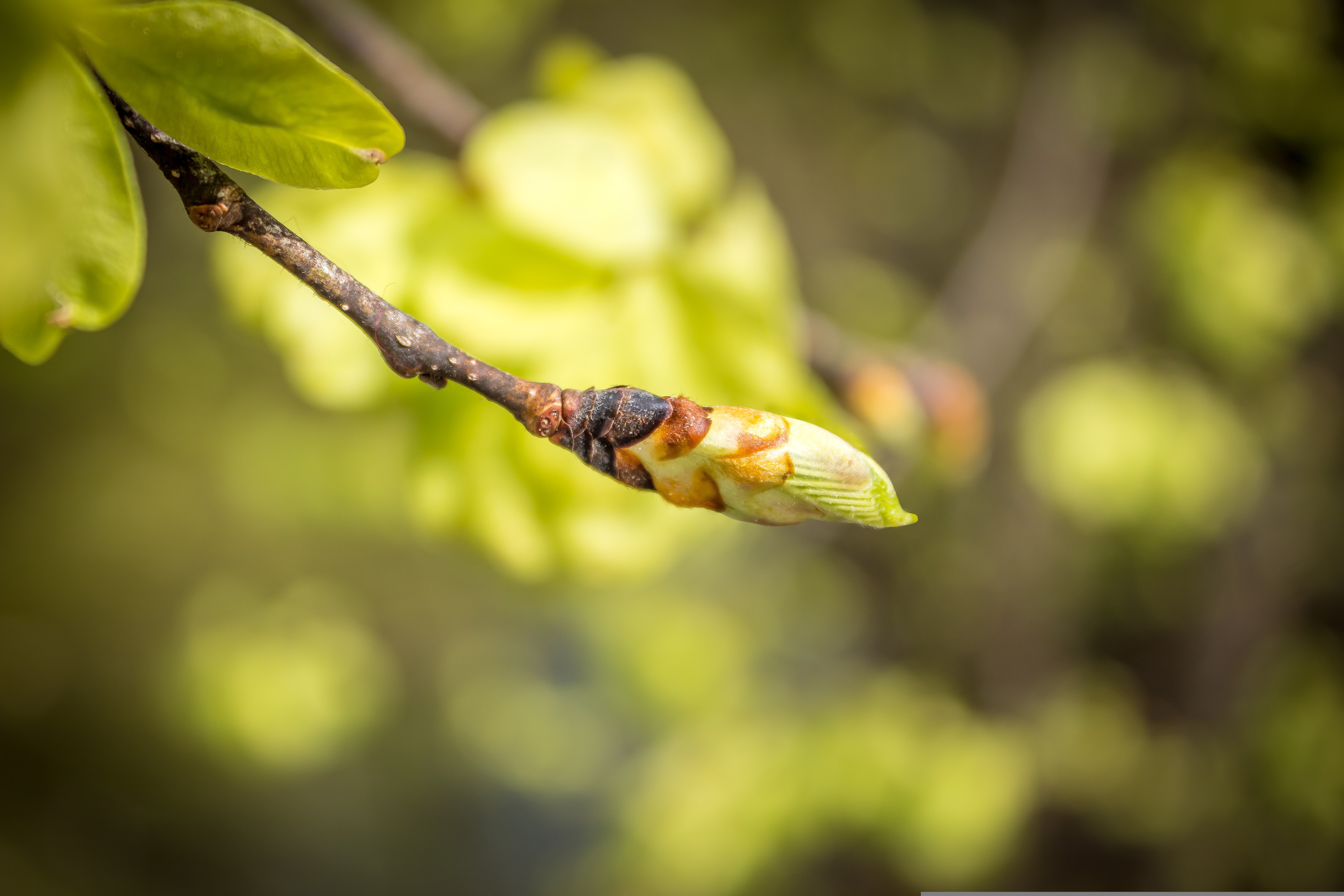 Stux Leaf Bud 5089535