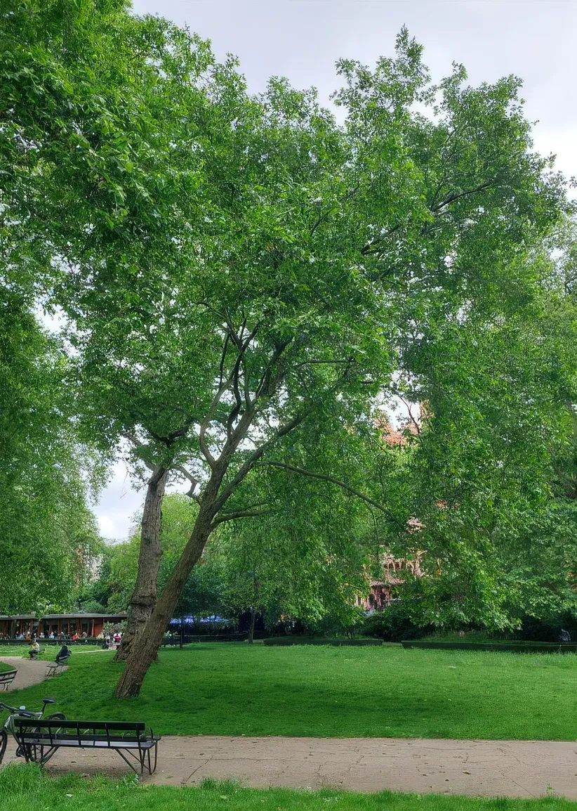 Central London. Lesions and crown dieback - October 2024