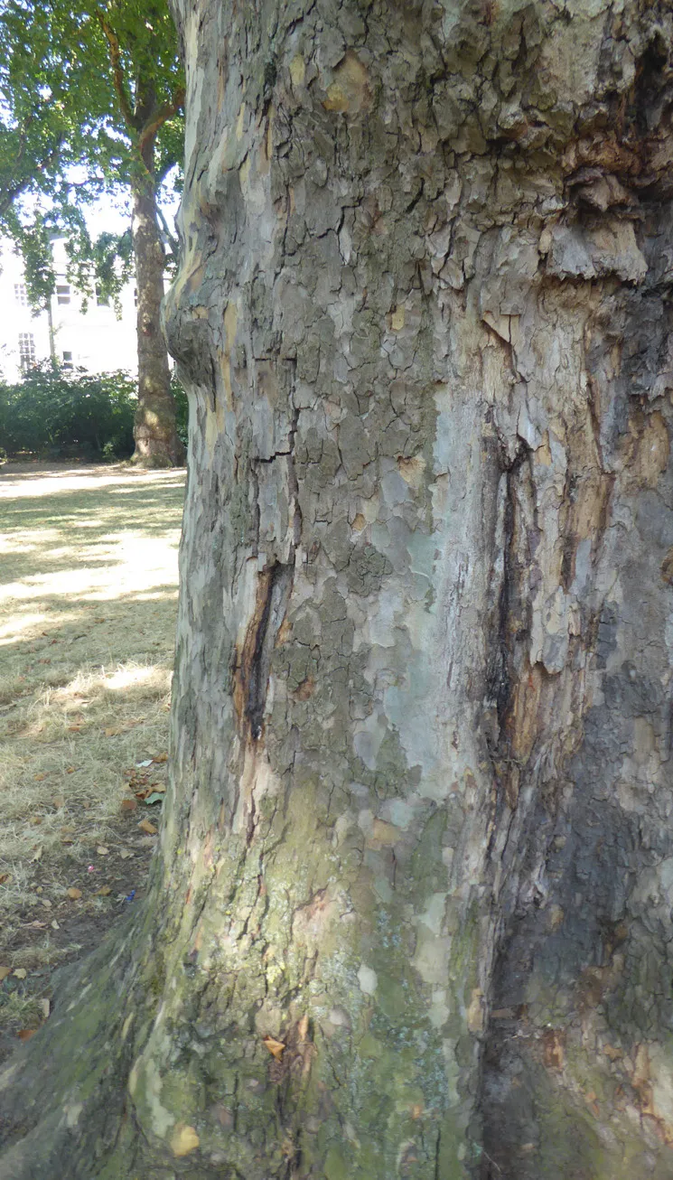 Neofusicoccum parvum lesions