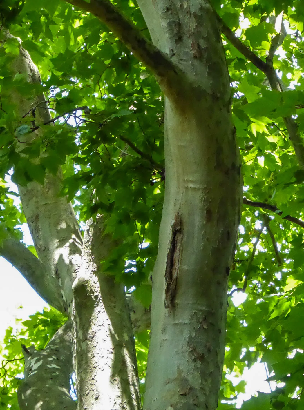 Lesions appeared in many trees during the winter of 2021/22