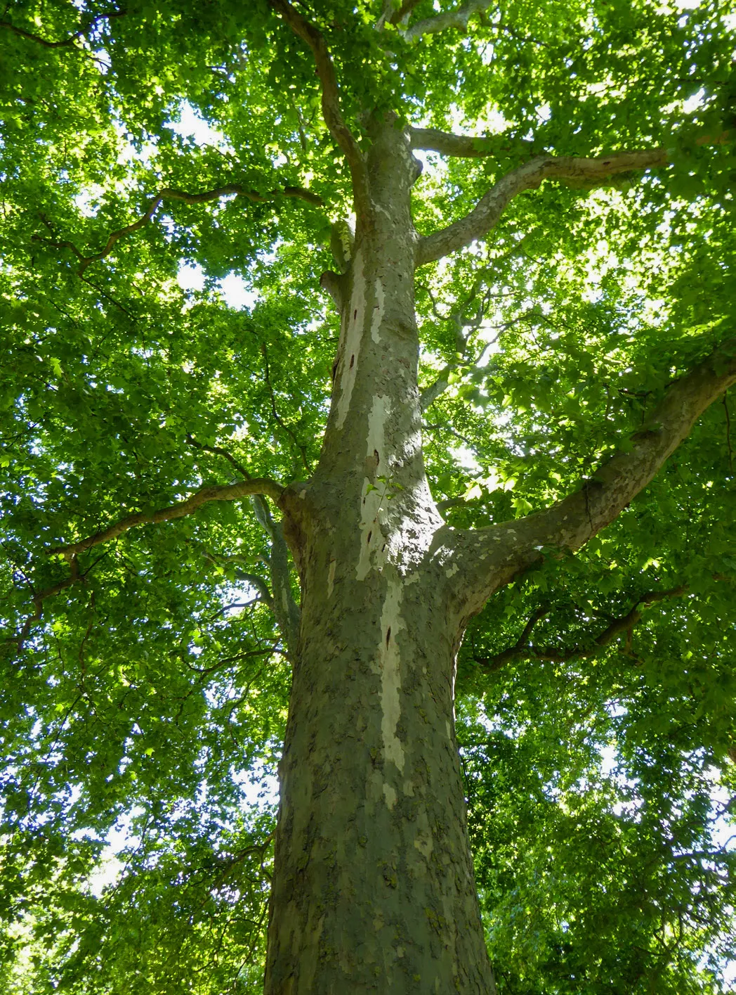 Lesions appeared in many trees during the winter of 2021/22