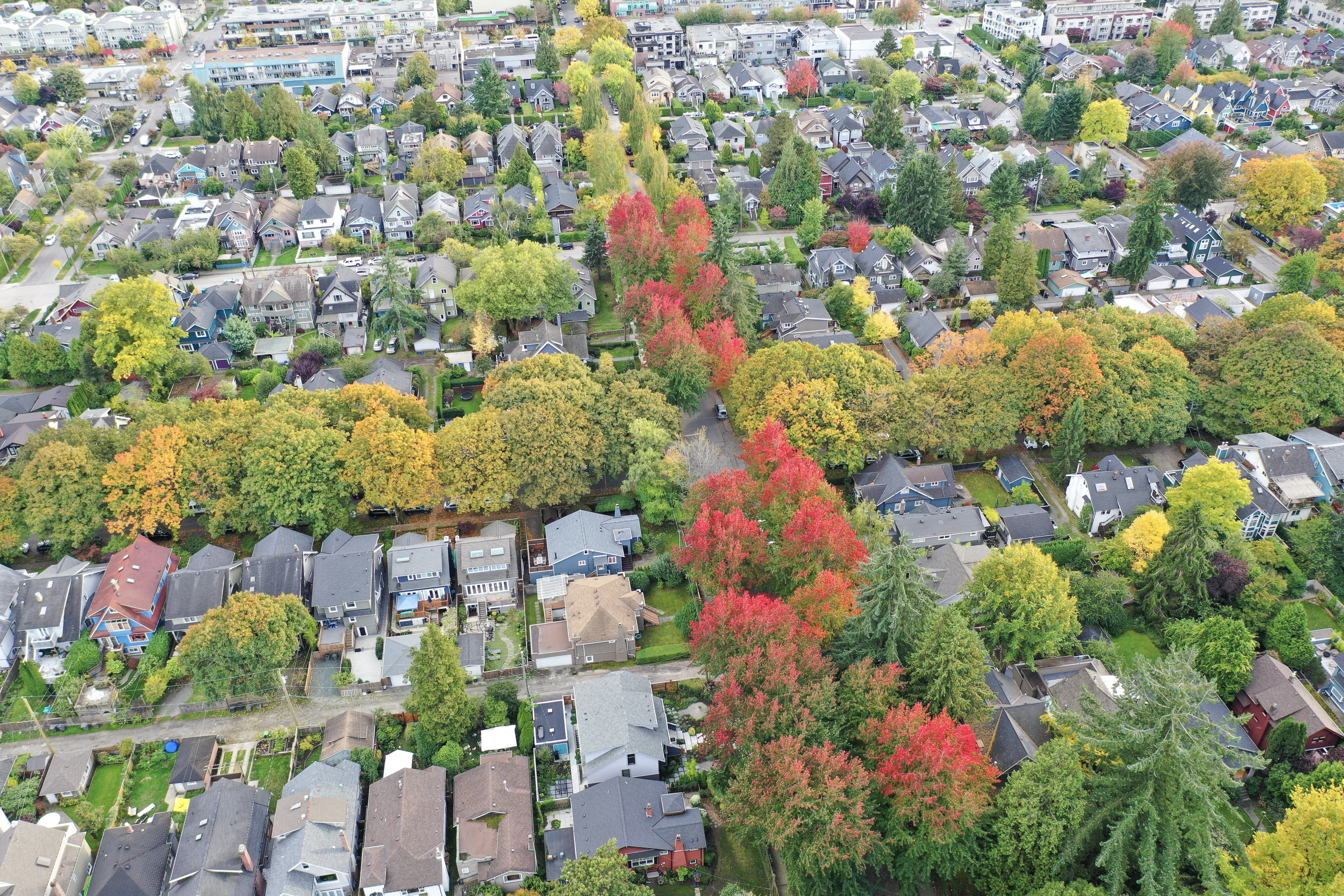 HA Urban Trees 25