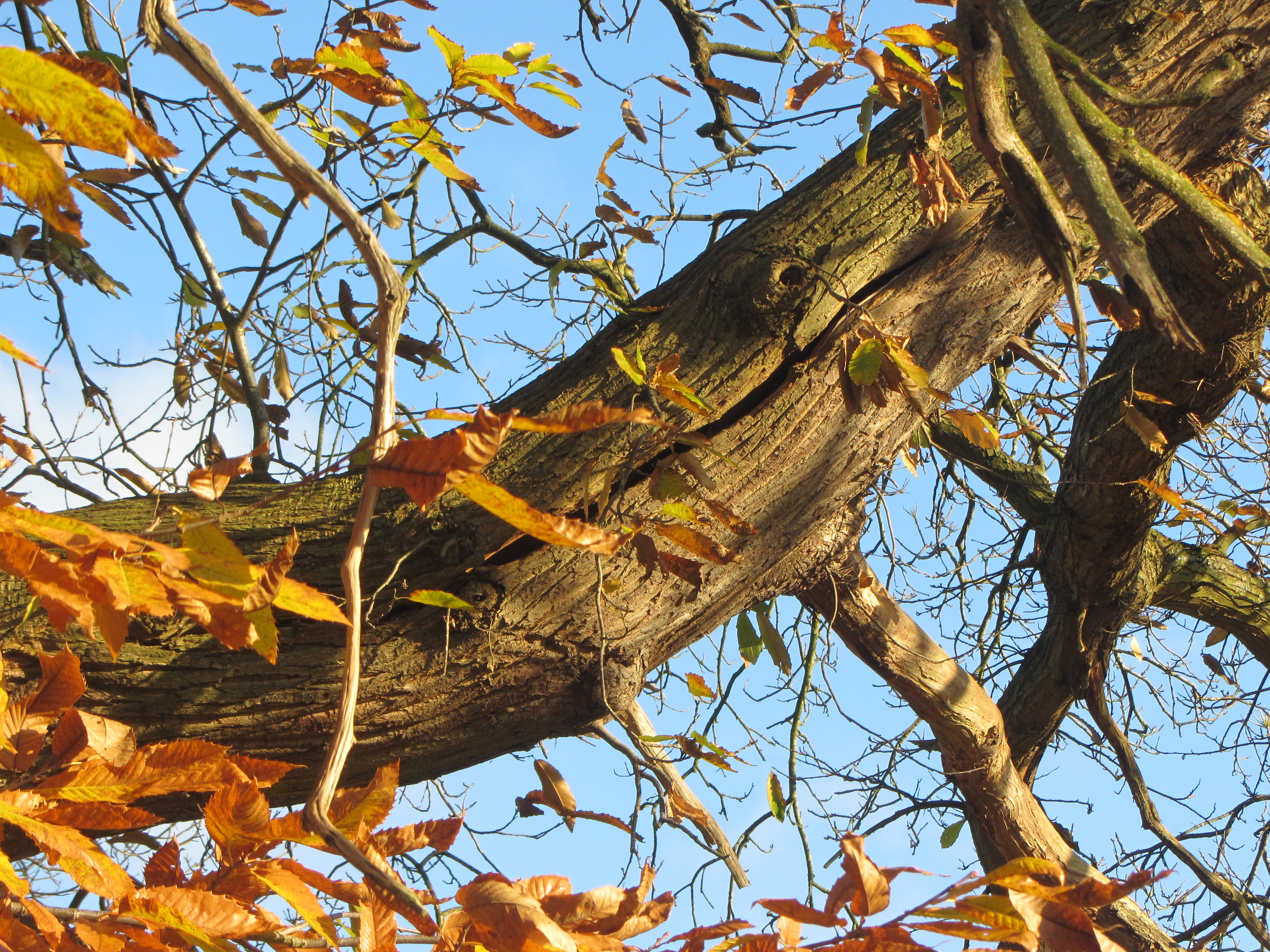 HA Treedamage Hazard Beam Crack