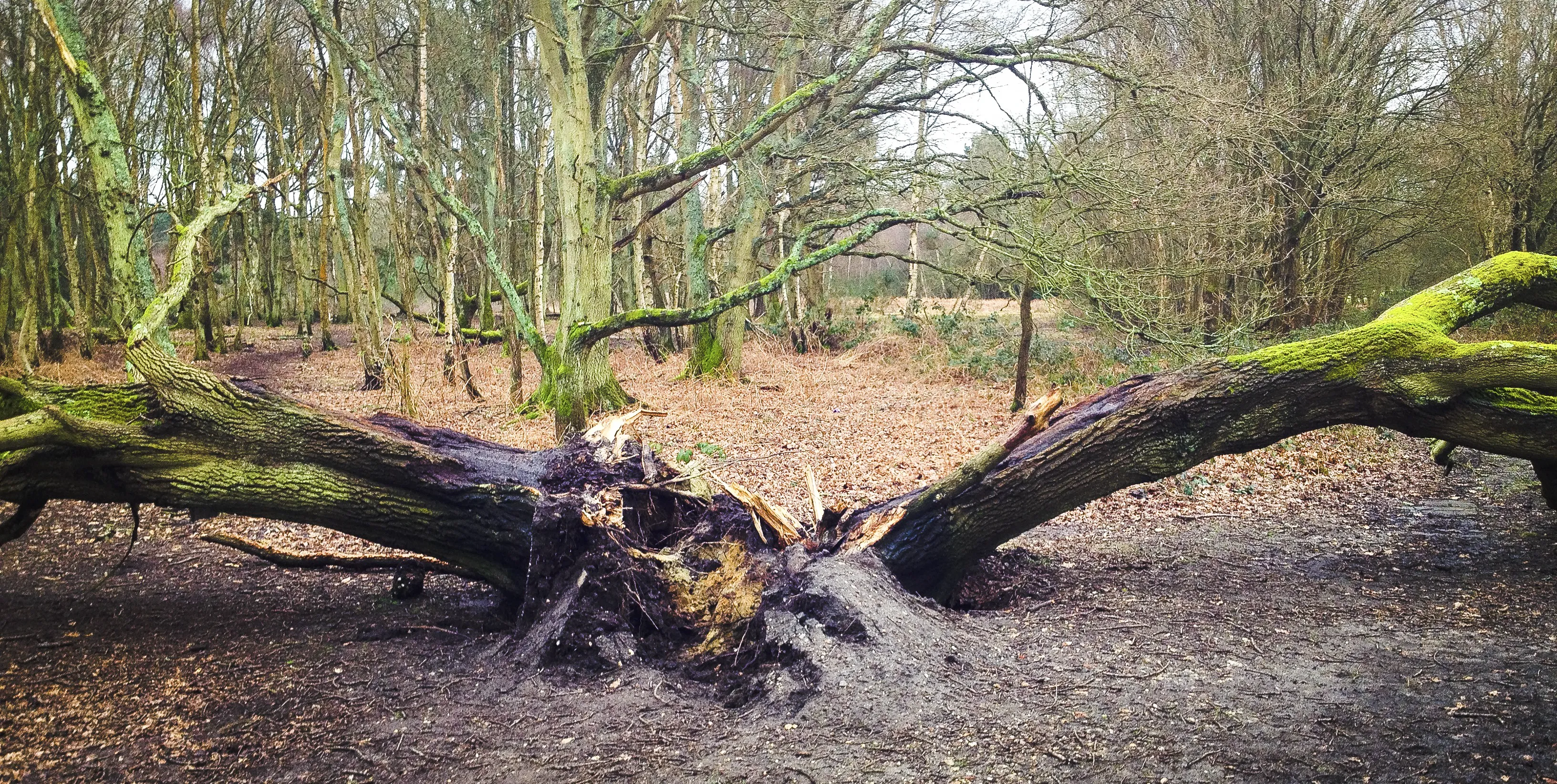 HA Tree Damage 04