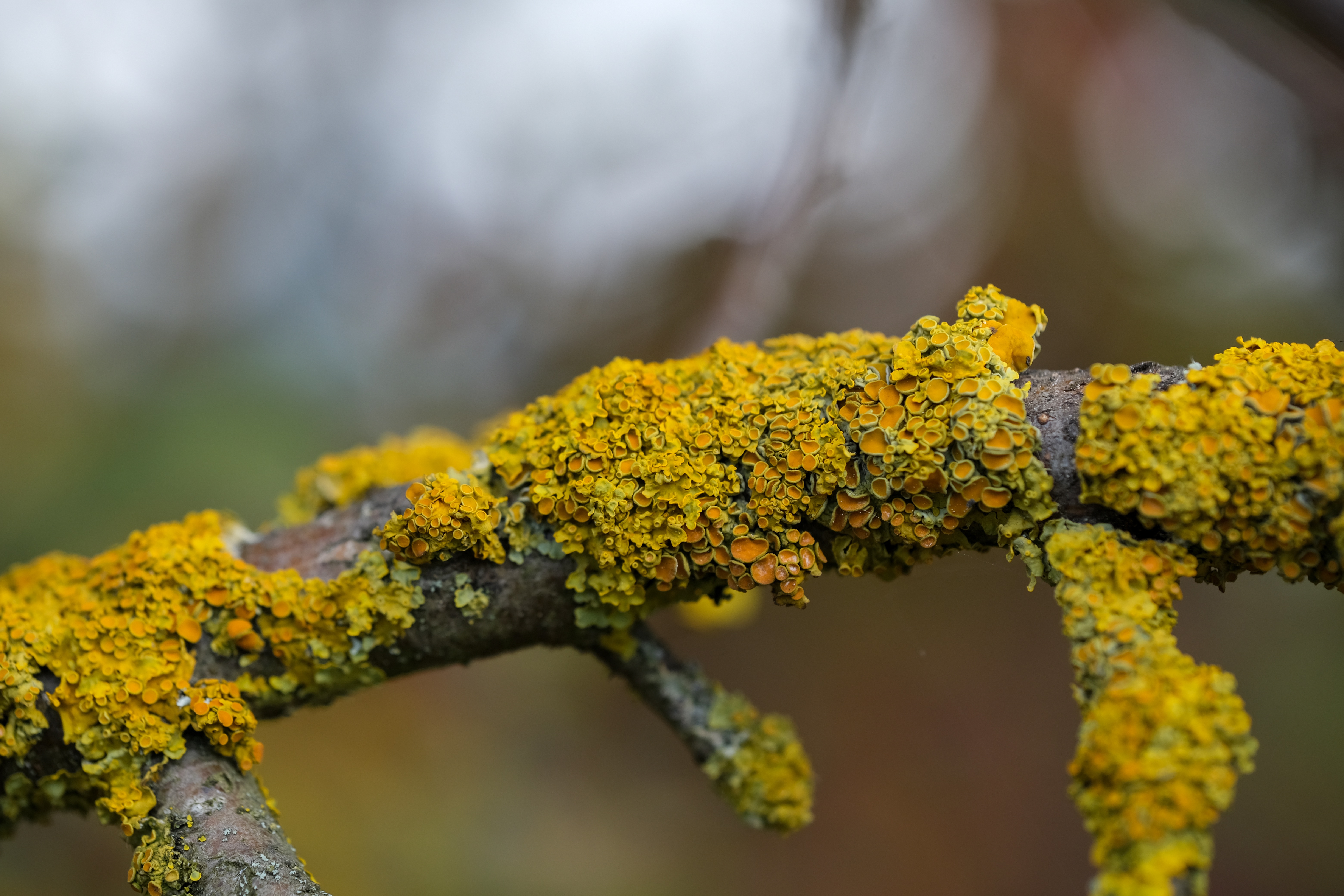 Nickype Lichen 7534074